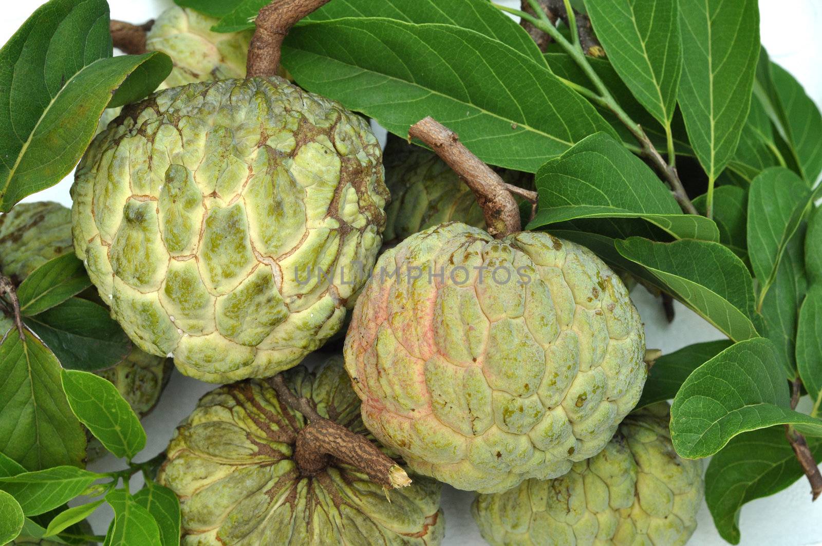Sugar-apple fruit is high in calories and is a good source of iron