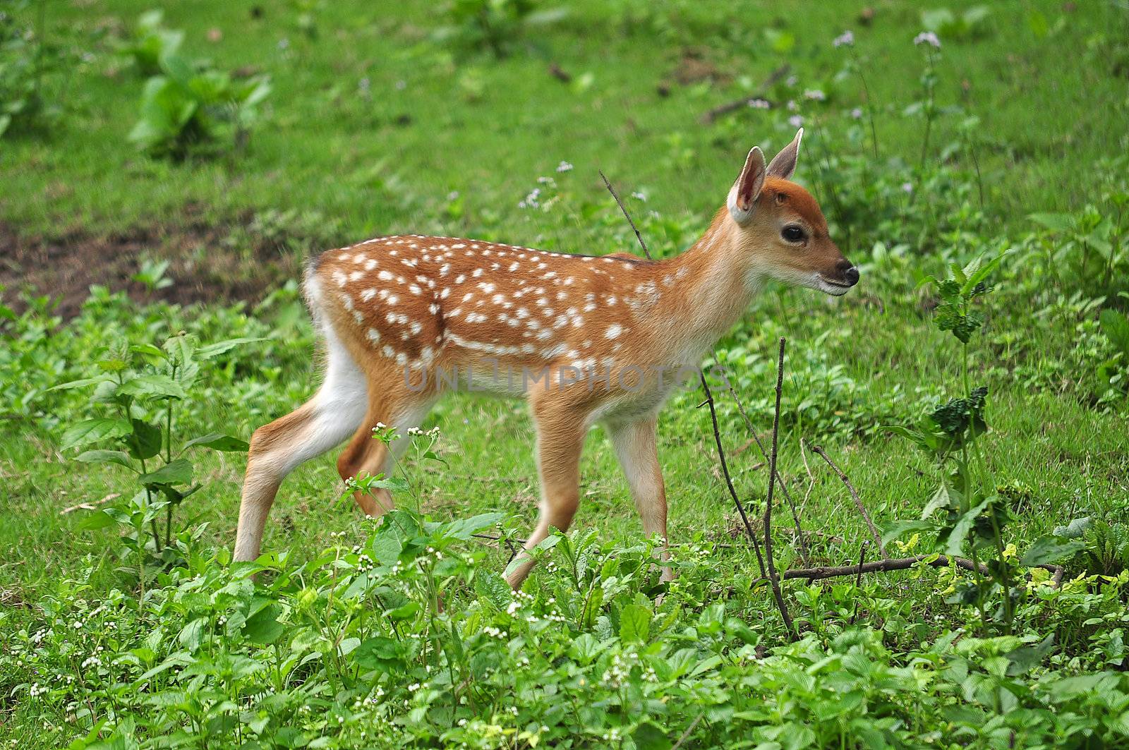 Sika deer by MaZiKab