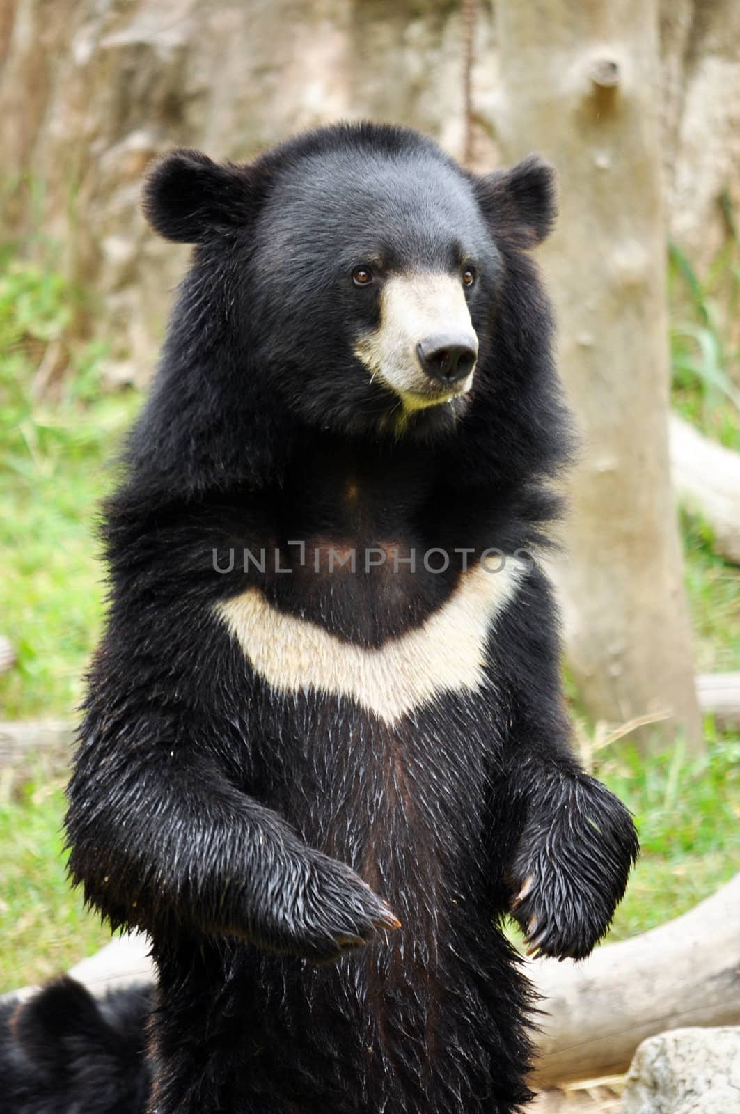 Asian black bears are similar in general appearance to brown bears, but are more lightly built and more slender limbed.