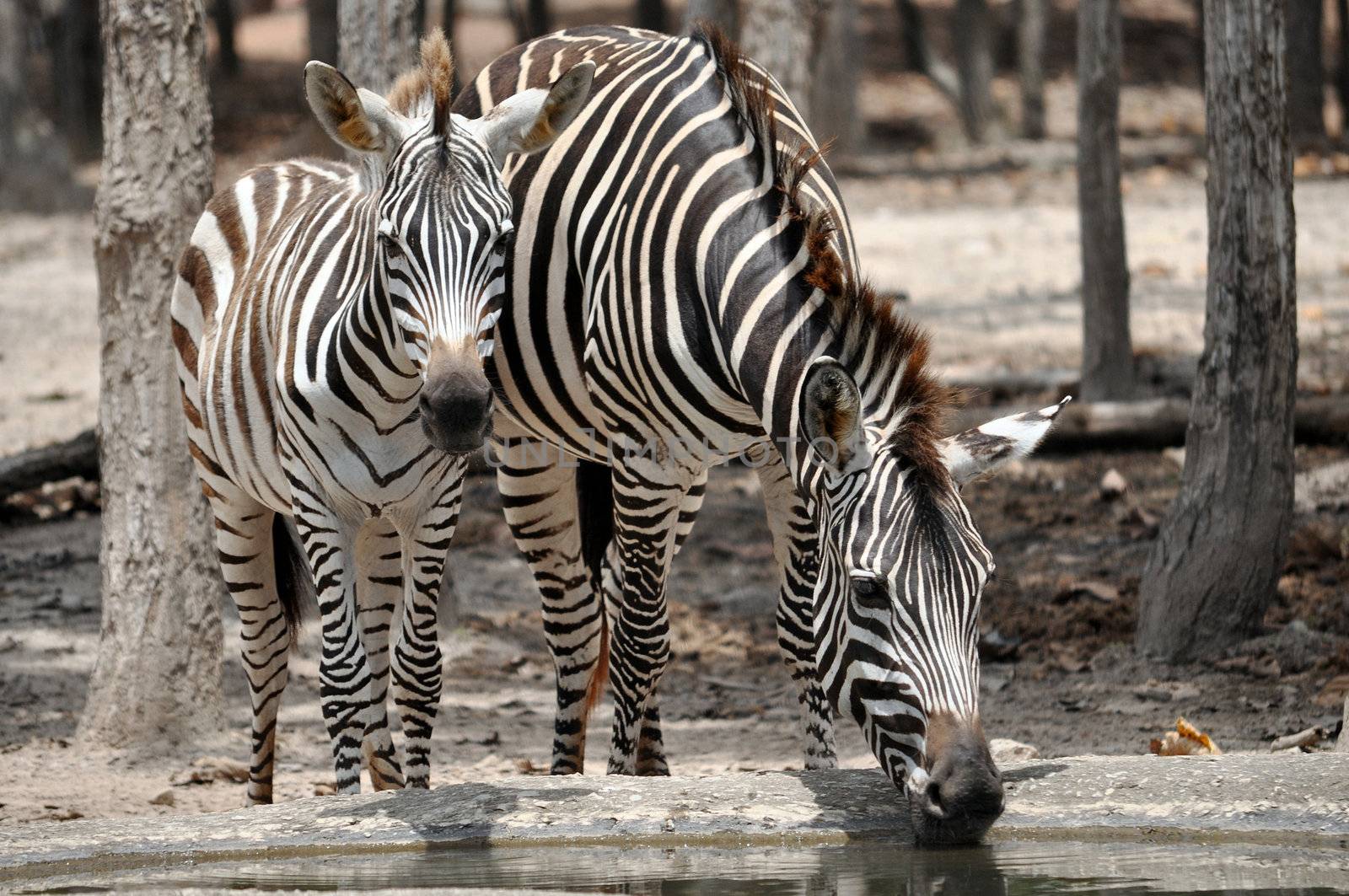 The unique stripes of zebras make these among the animals most familiar to people.