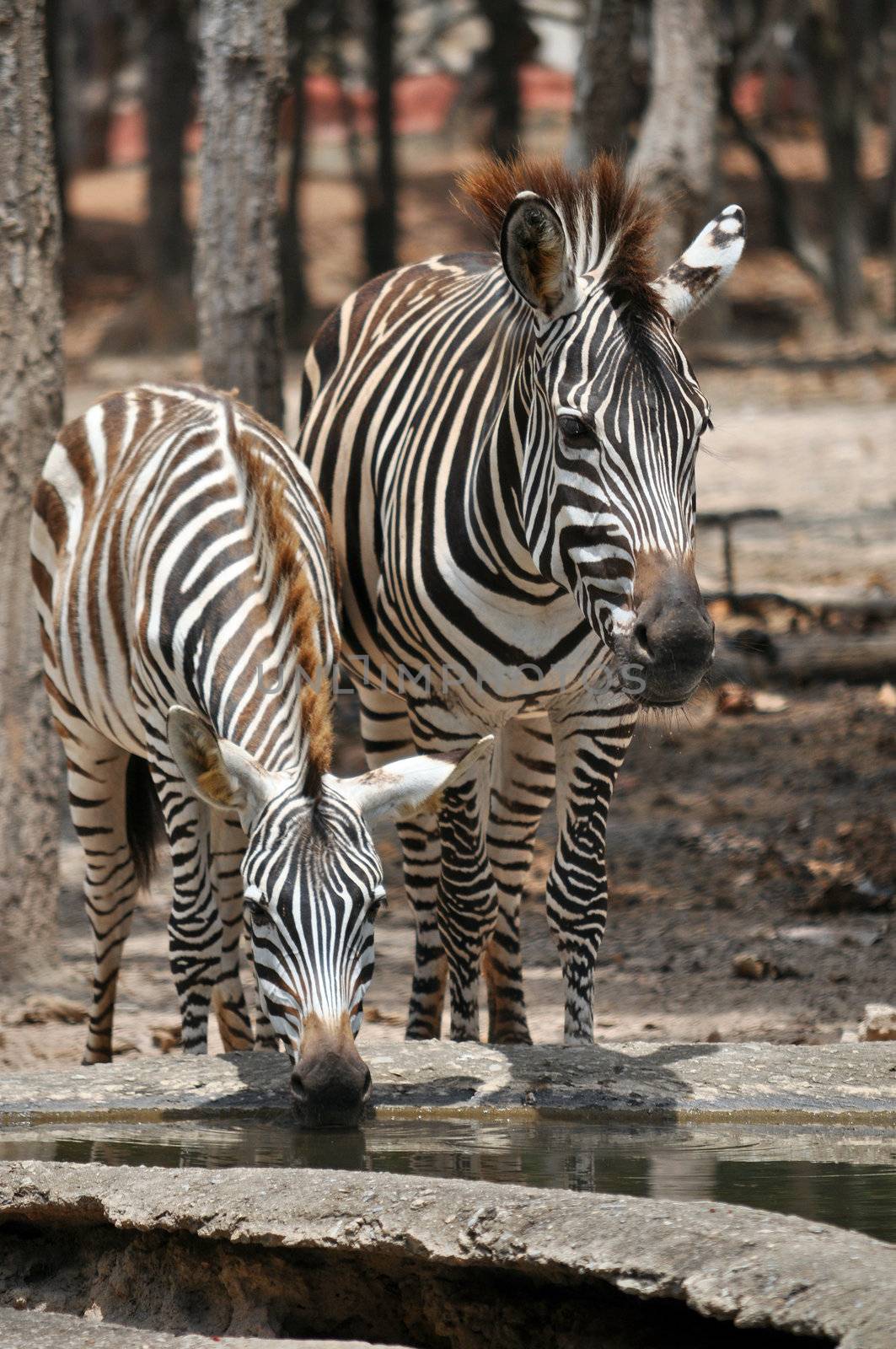 The unique stripes of zebras make these among the animals most familiar to people.