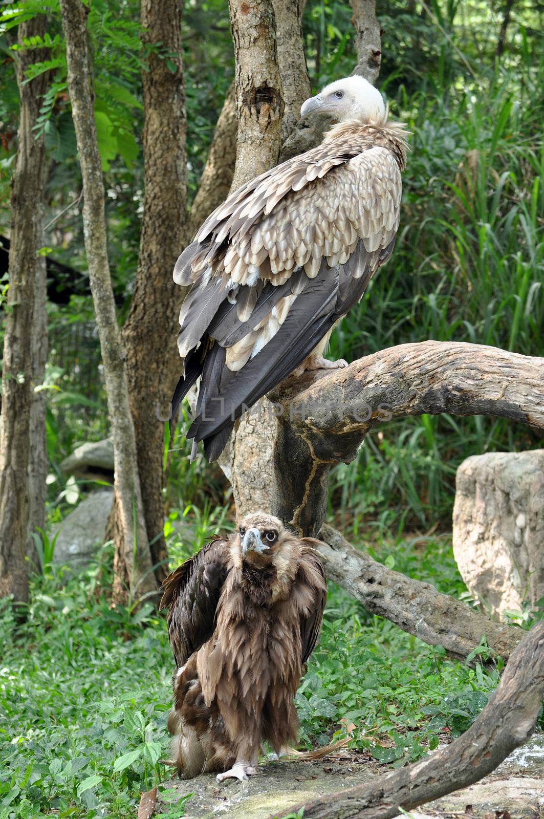 Vulture is the name given to two groups of convergently evolved scavenging birds,