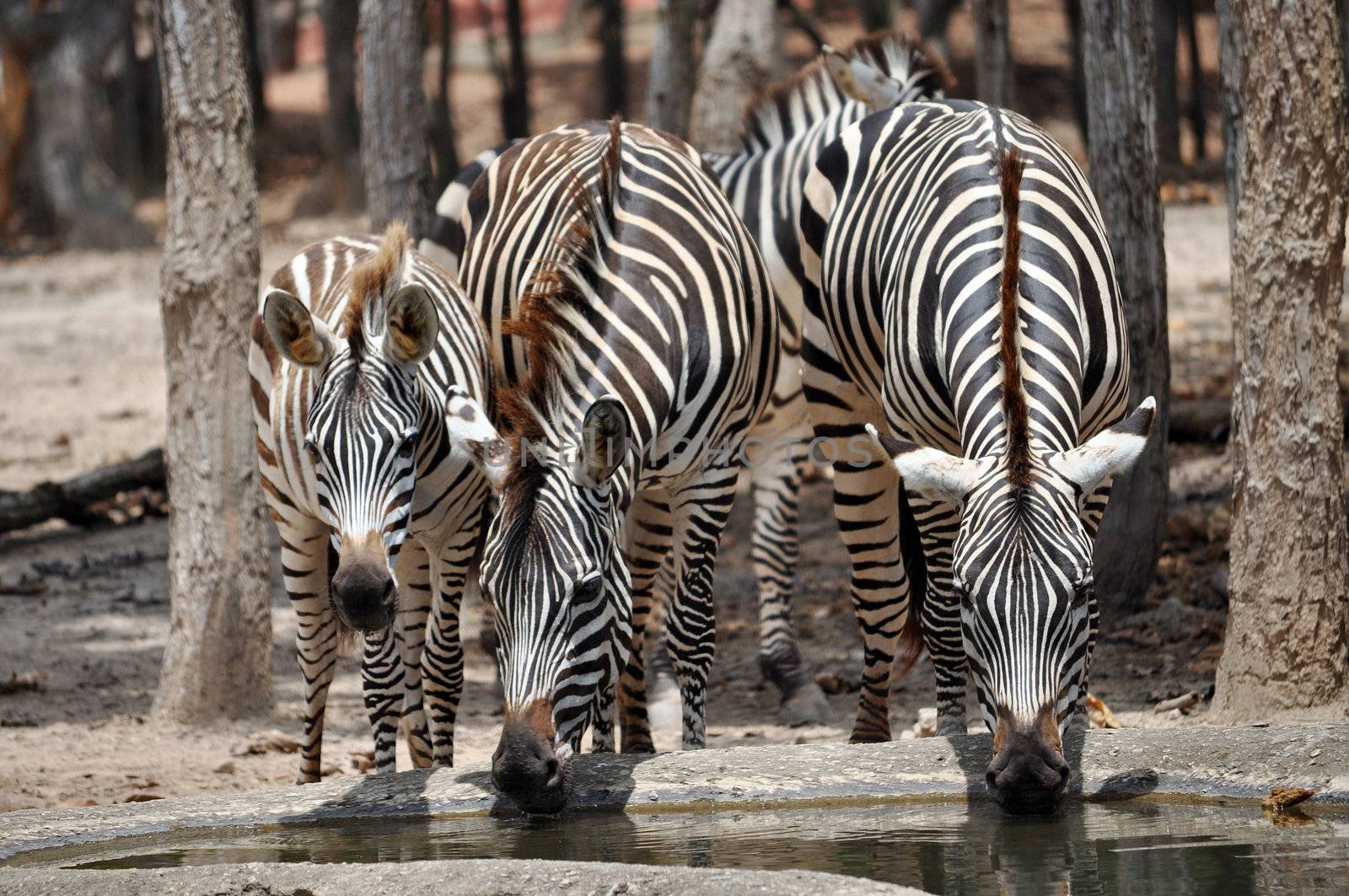 The unique stripes of zebras make these among the animals most familiar to people.