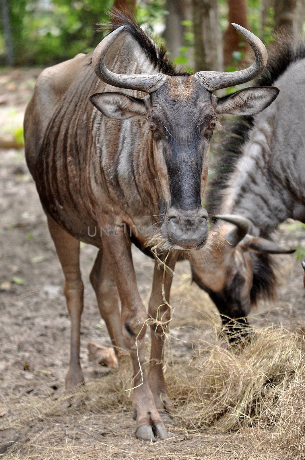Due to their migratory ways, the wildebeest do not form permanent pair bonds or defend a set territory.