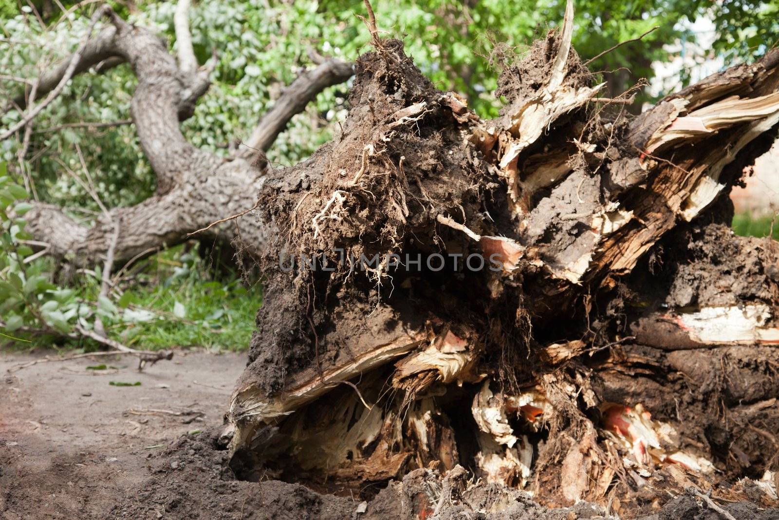 Hurricane wind disaster fallen tree broken roots