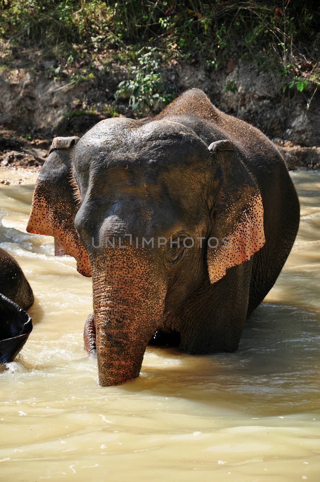 Elephants are the largest living land animals on Earth today.