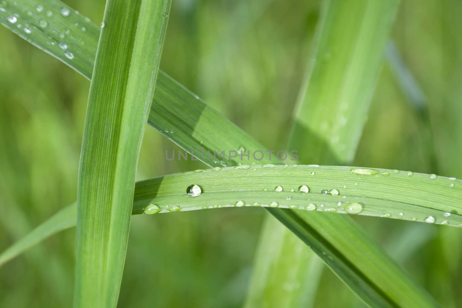 Rain water dew drop on wet green grass blade macro