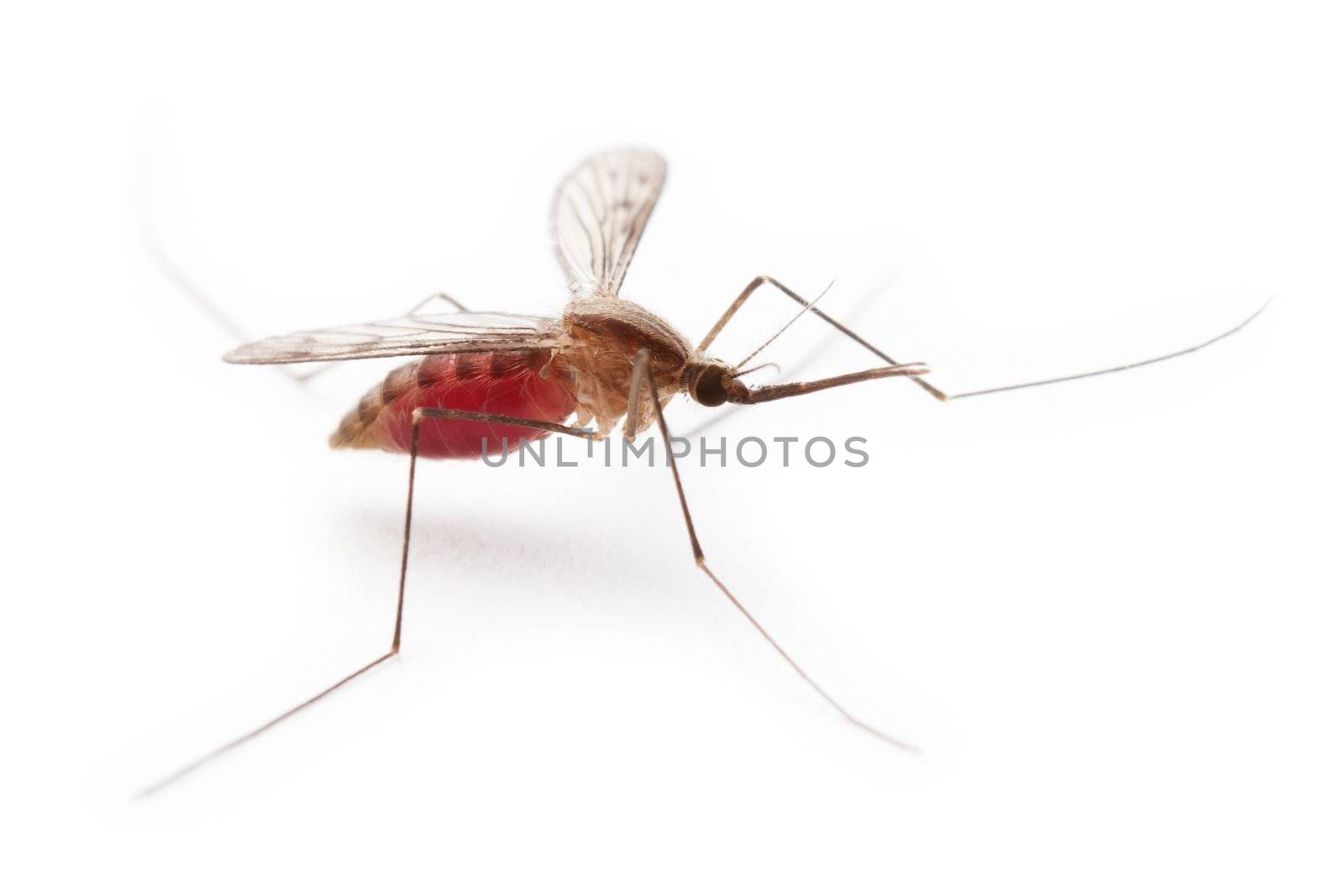 Full of red blood gnat mosquito pest insect macro
