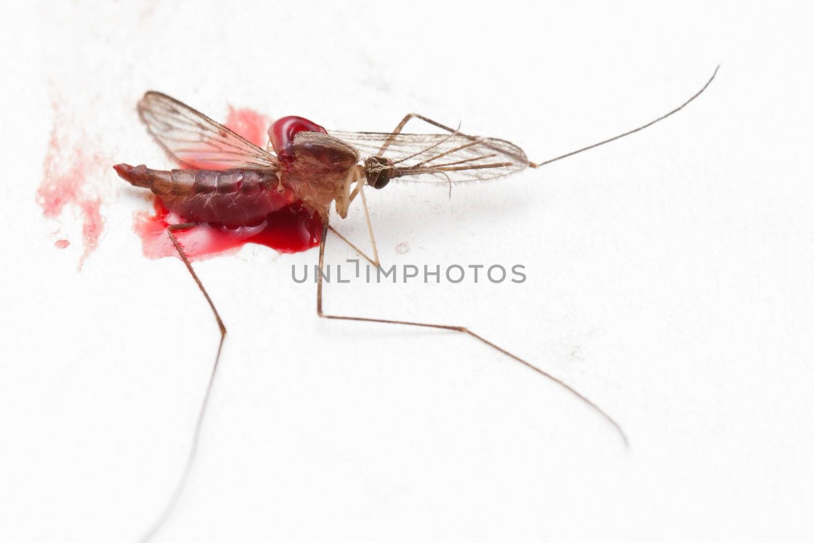 Gnat or mosquito insect by ia_64