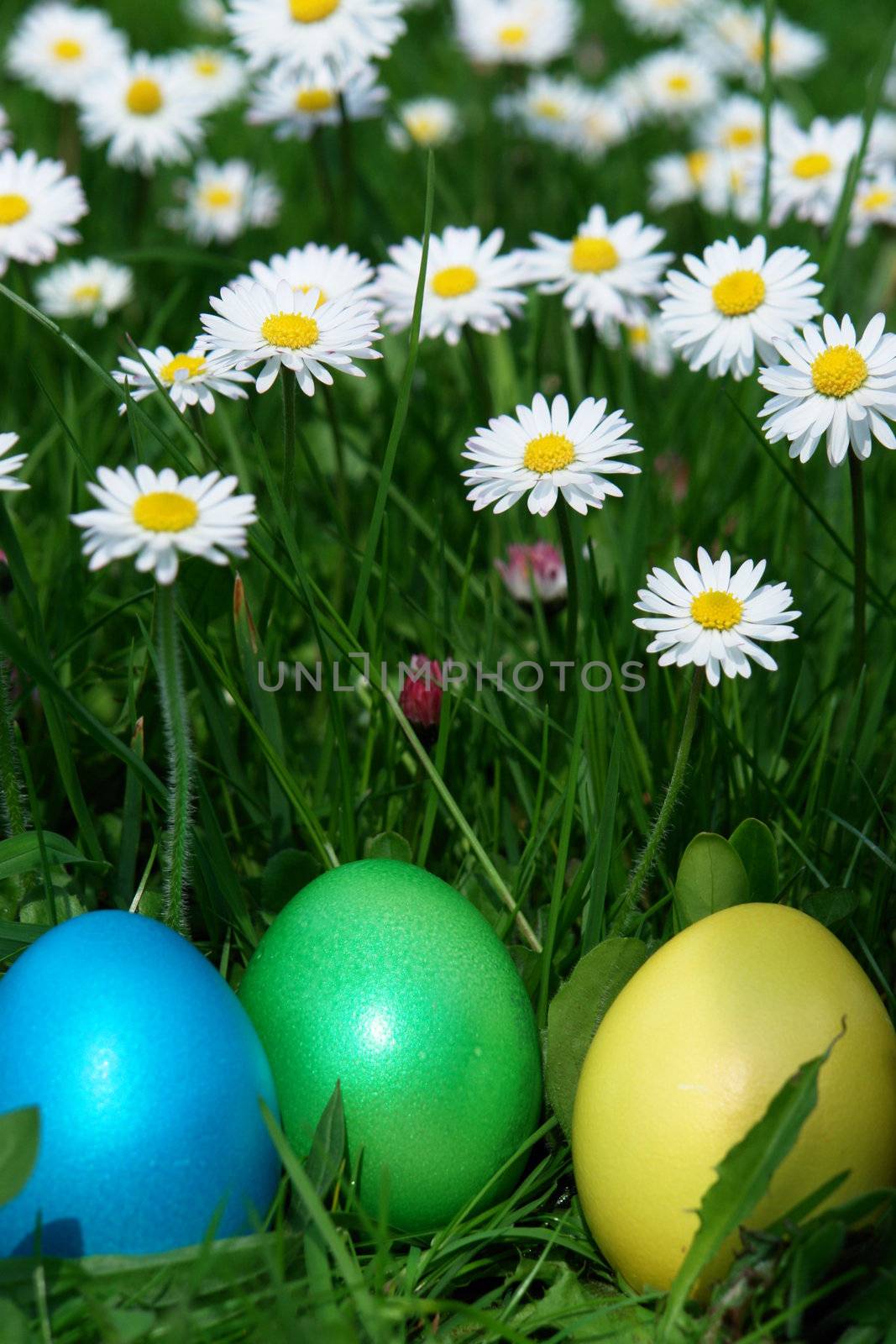 colorful Easter egg in the fresh  spring meadow