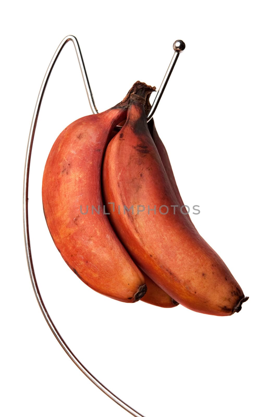 A bunch of red bananas hanging on a rack isolated over a white background.  These have a slight taste of raspberries.