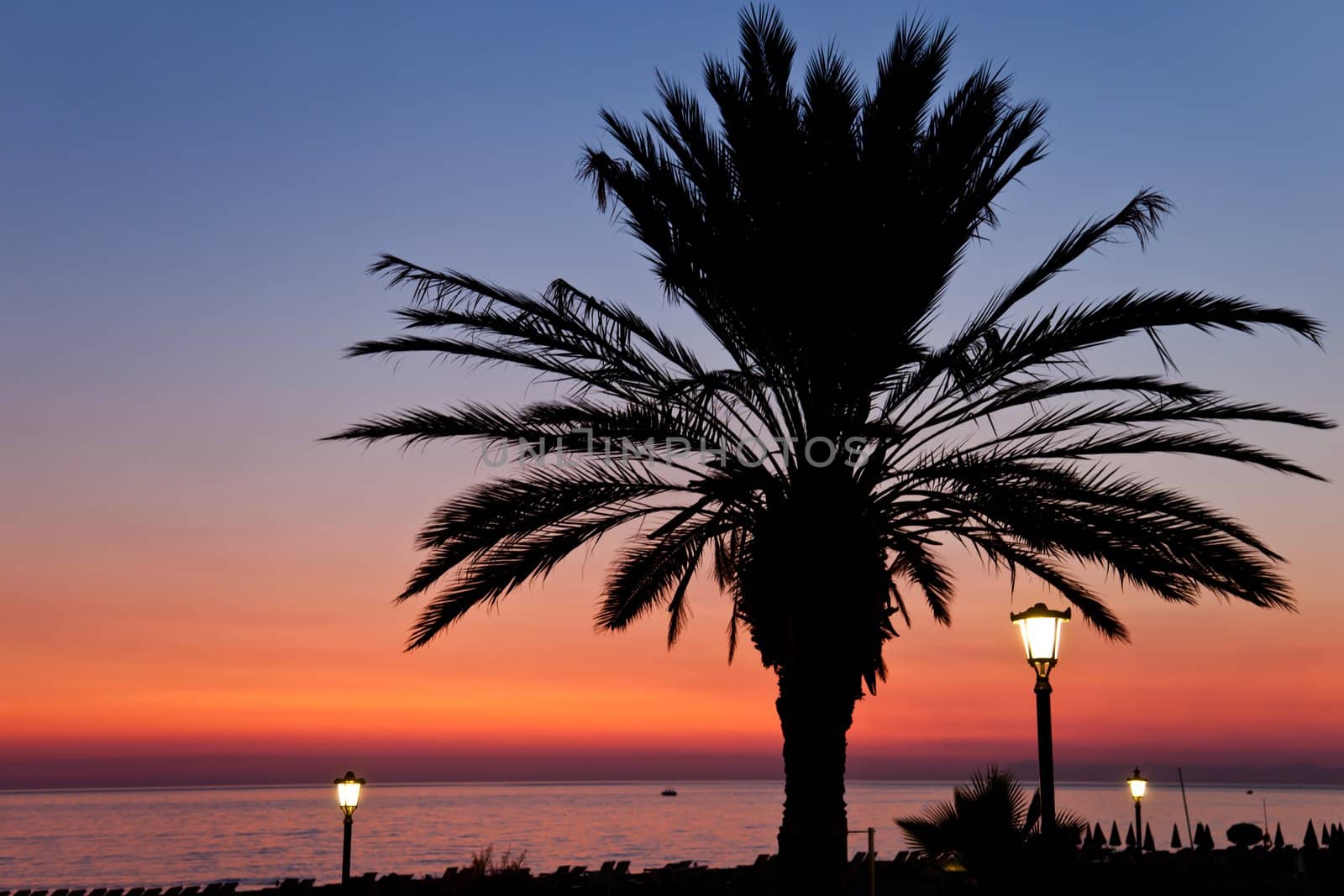 Palm tree on sunset sea beach by ia_64