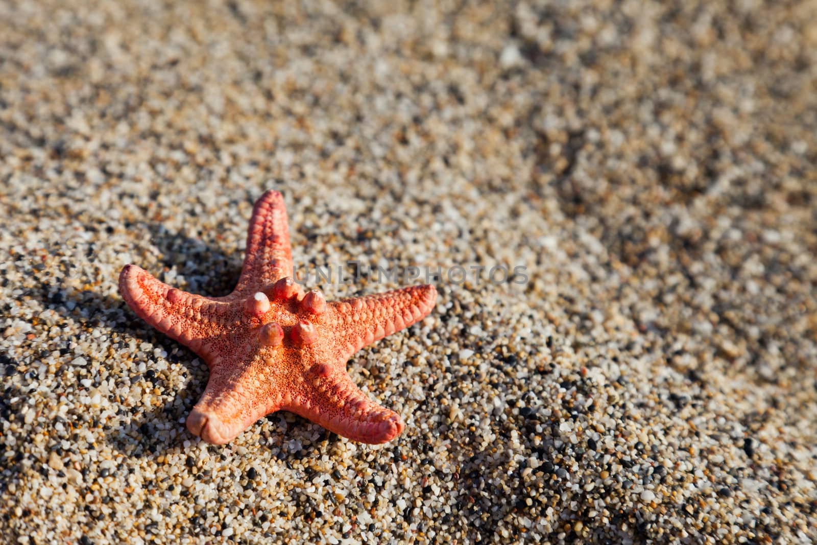 Summer vacations - starfish on sea sand beach