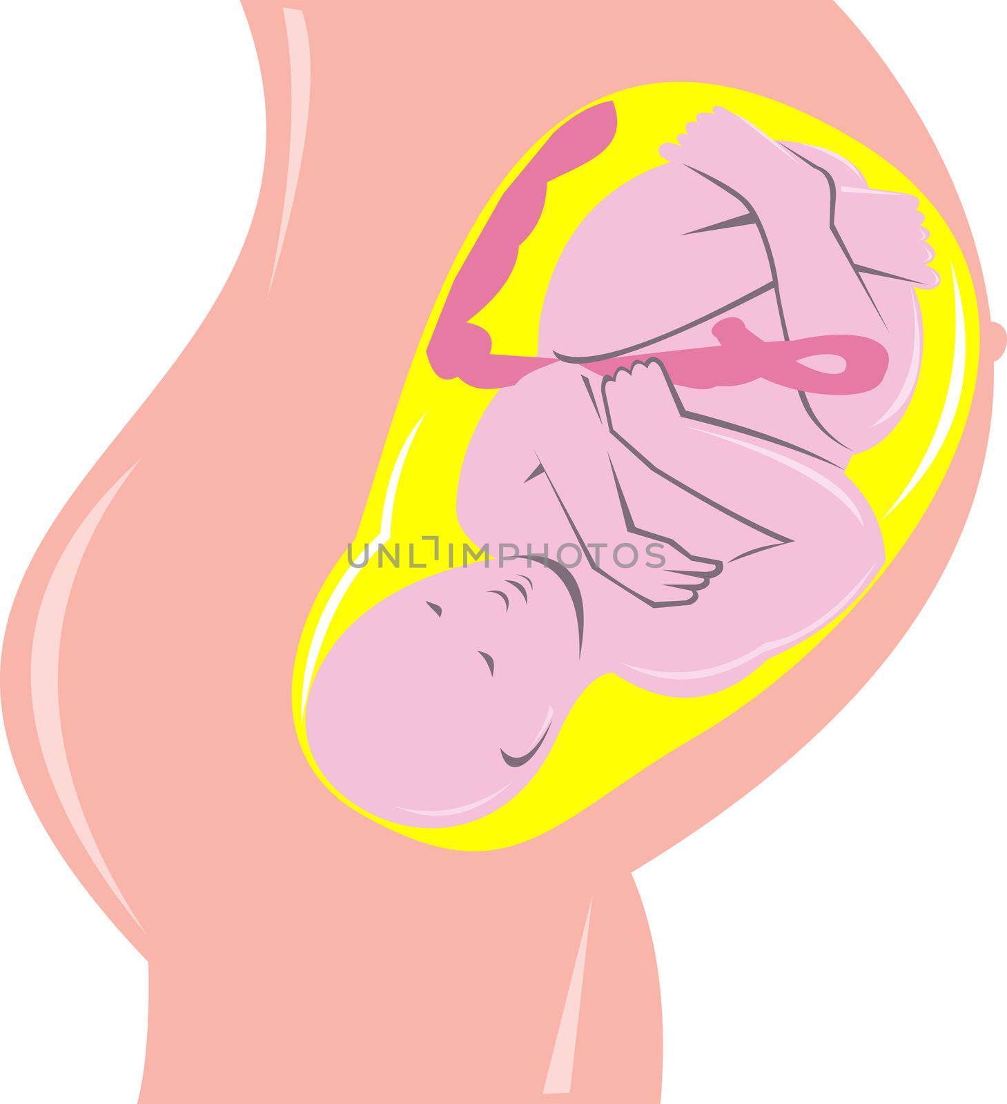 illustration on the development of the human fetus inside womb done in retro woodcut style.