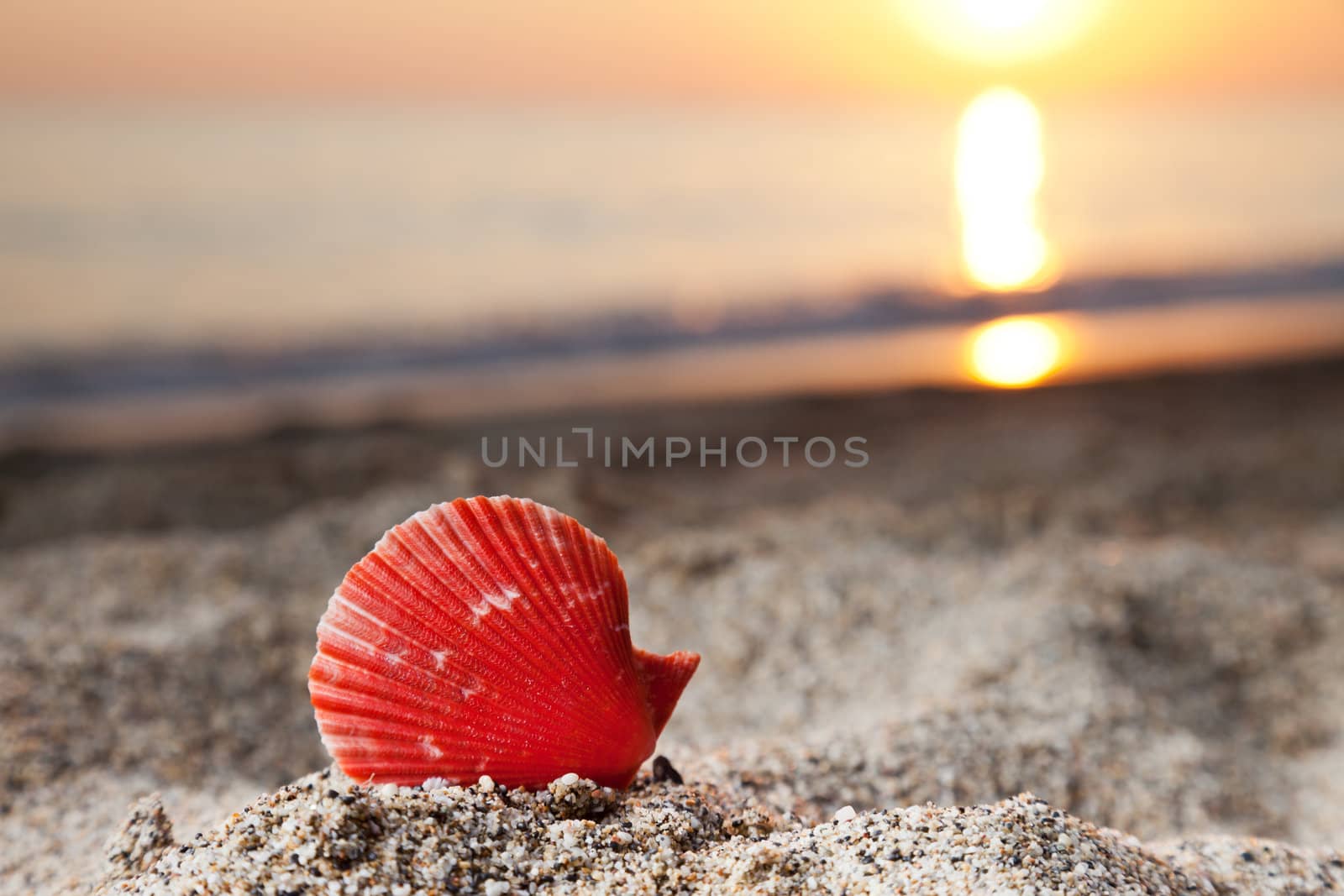 Seashell on sea sand beach by ia_64