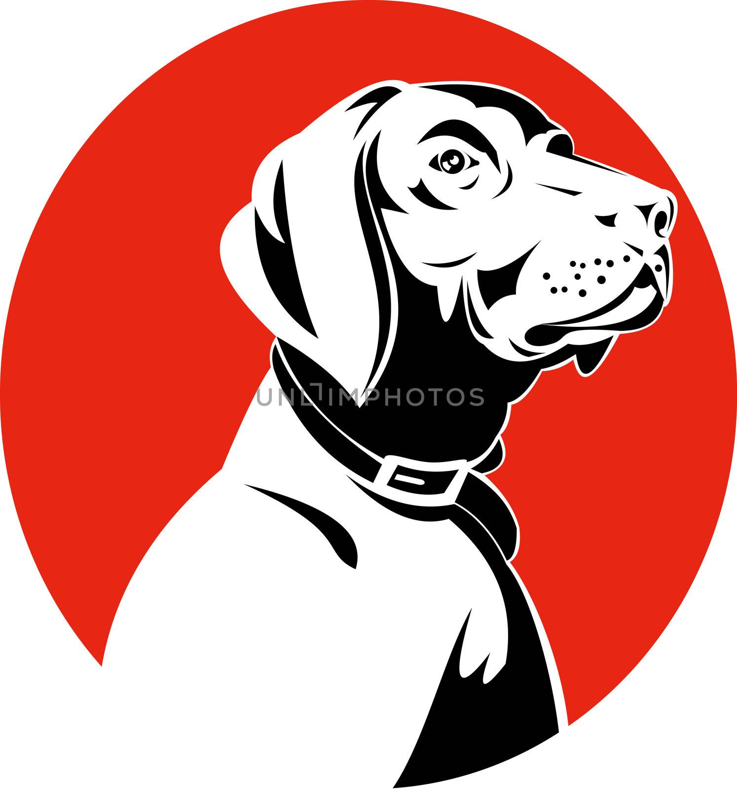 illustration of a golden labrador retriever dog head done in retro woodcut style.