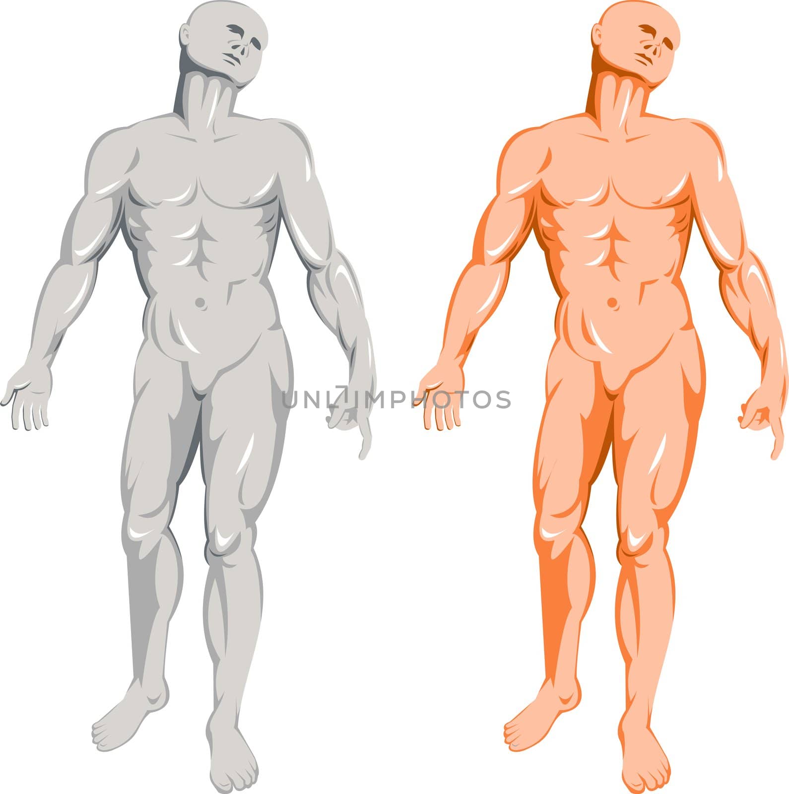 illustration on the human anatomy showing a male standing on isolated background