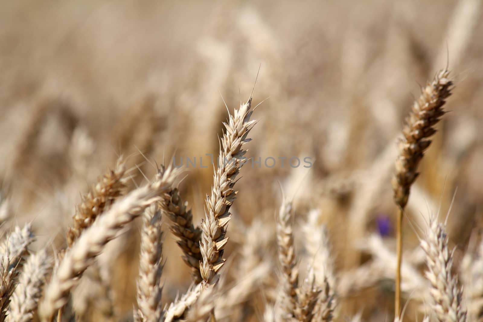 golden wheat field summer scene