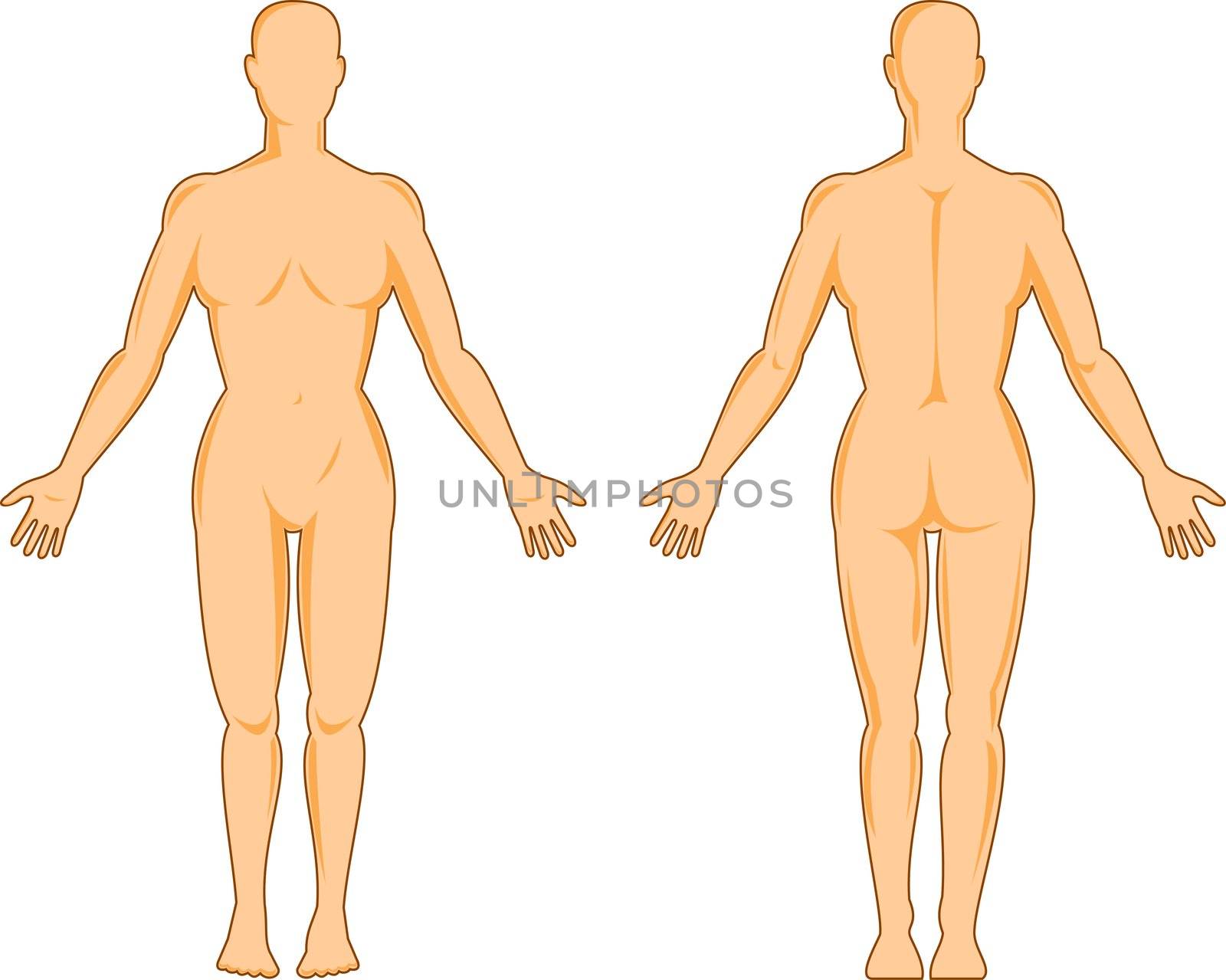 illustration on the human anatomy showing a female standing on isolated background