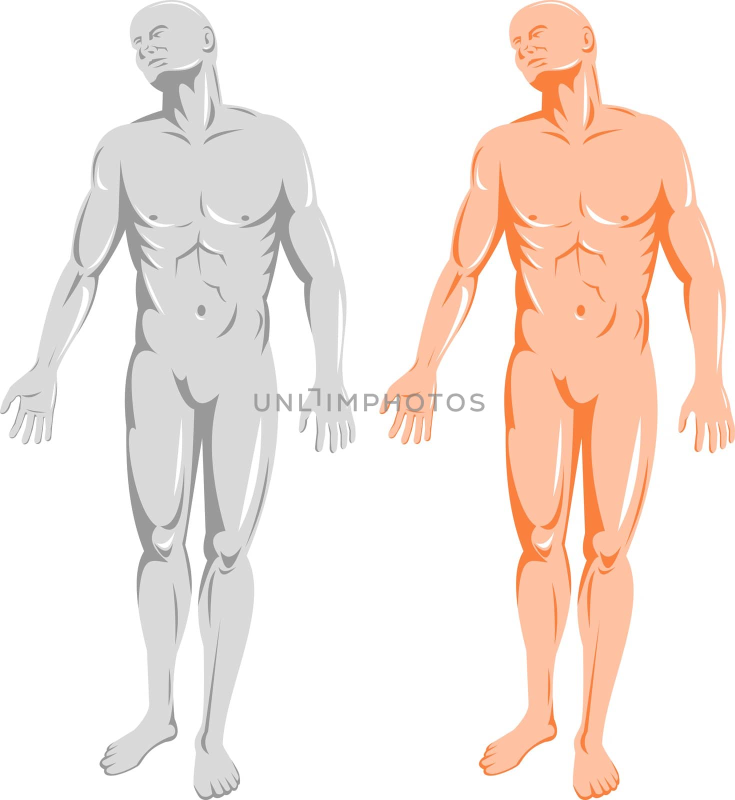 illustration on the human anatomy showing a male standing on isolated background