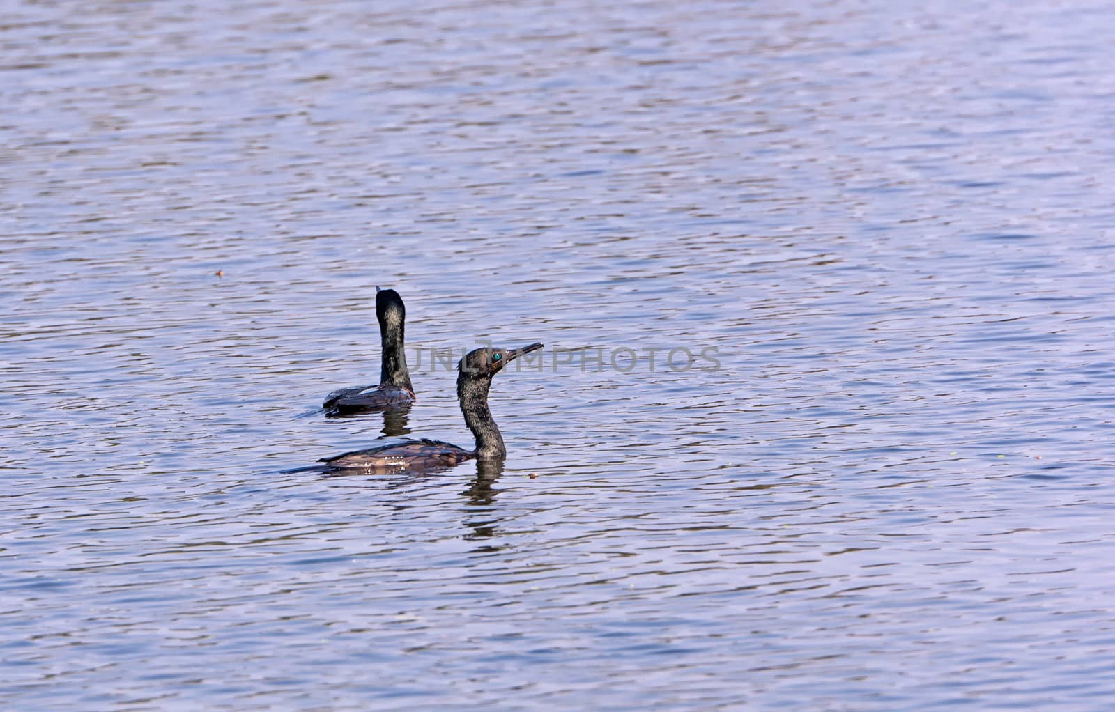 Two Indian Cormorants swimming in water