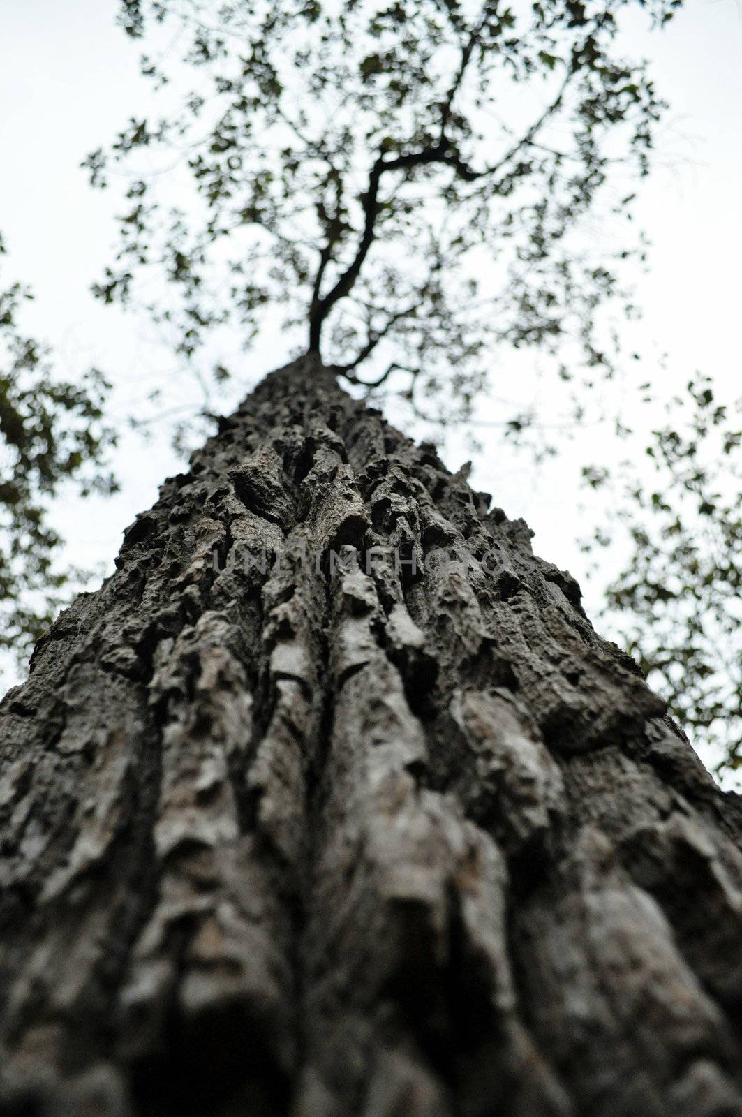 Bark is the outermost layers of stems and roots of woody plants. 