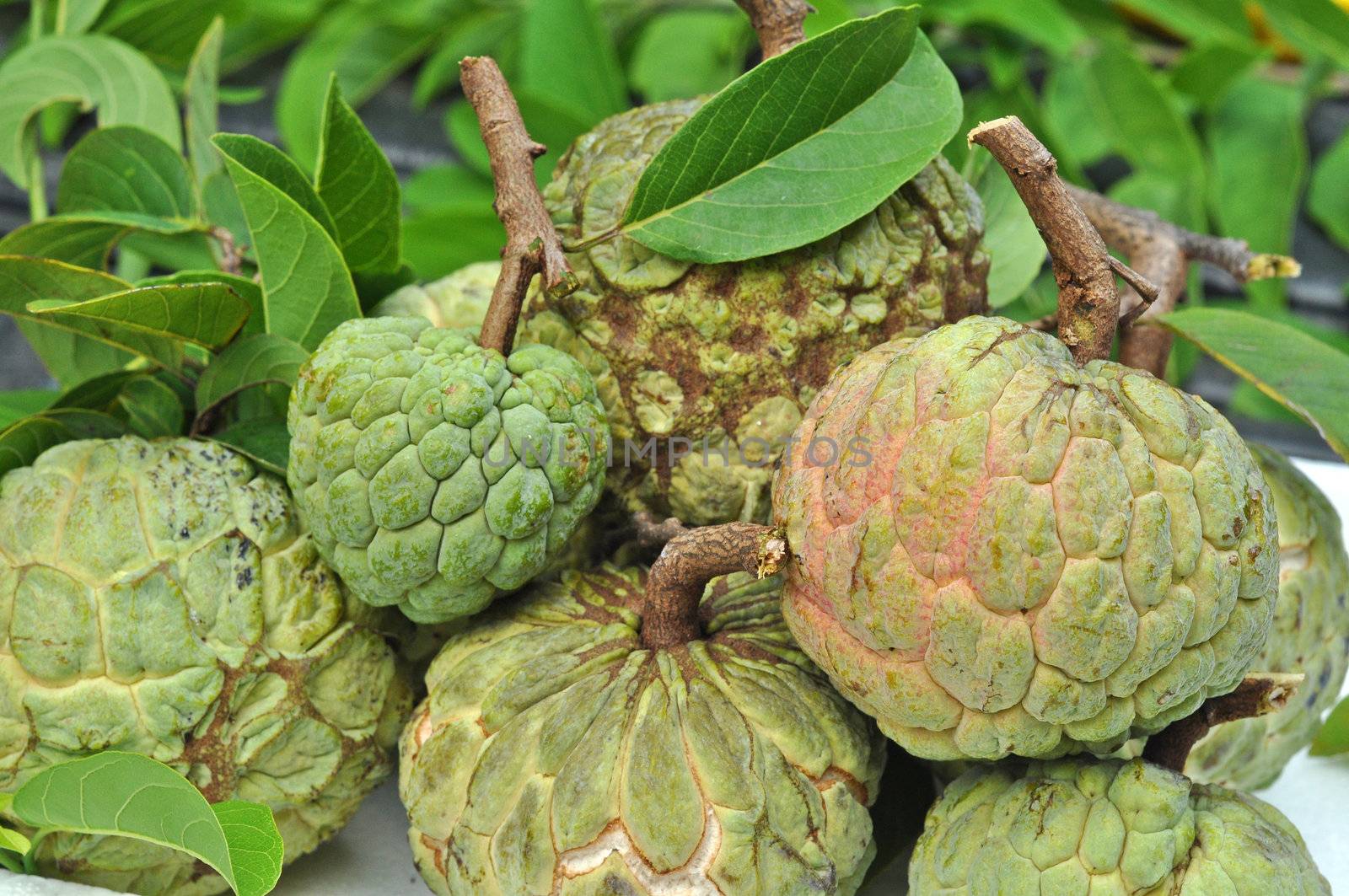 Sugar-apple fruit is high in calories and is a good source of iron