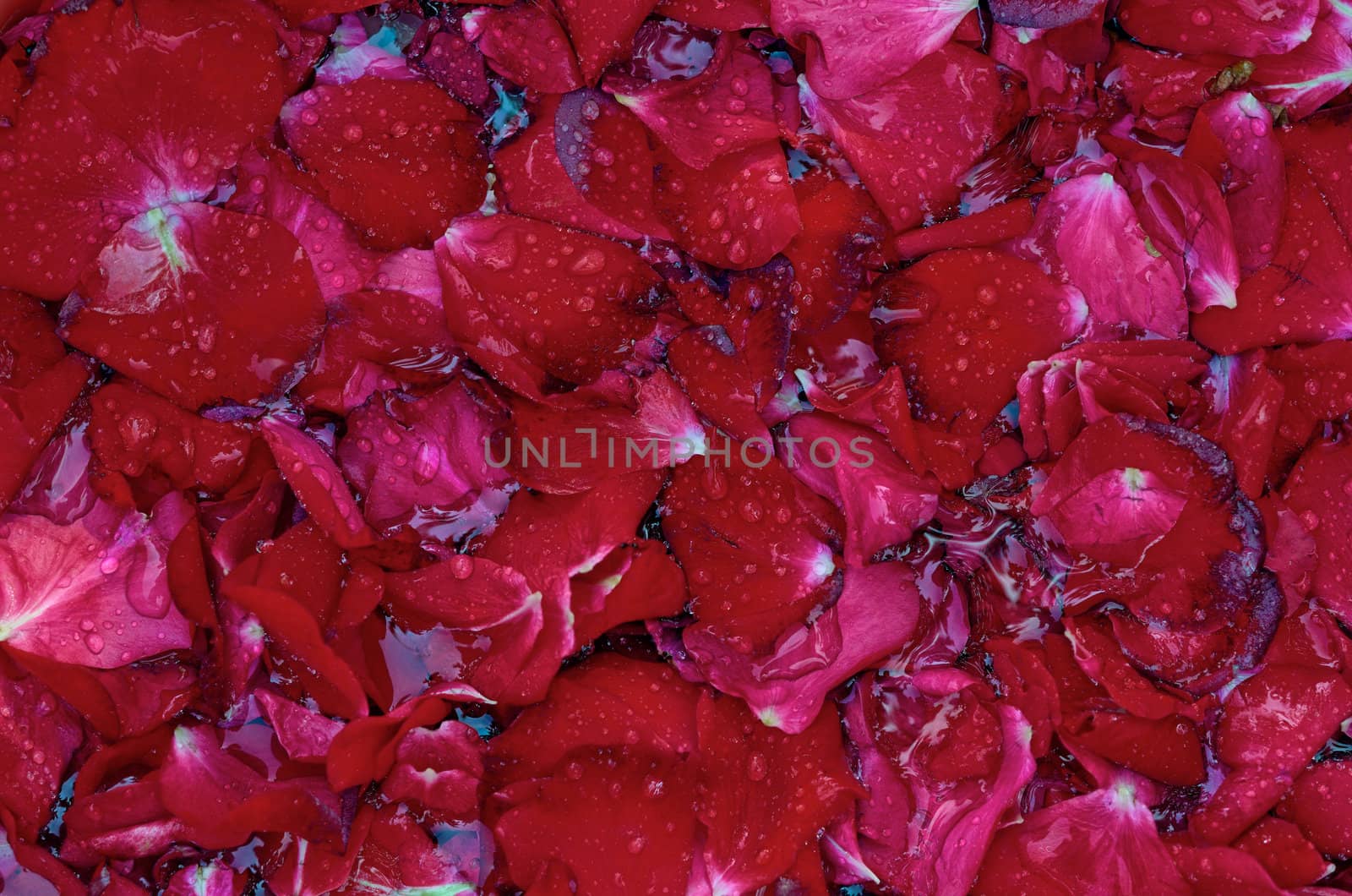 Numerous rose petals on the water surface
