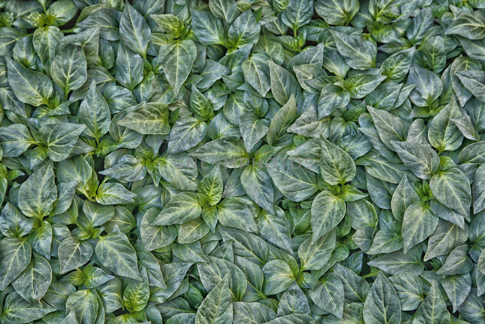 Small green pepper plants seen from above.