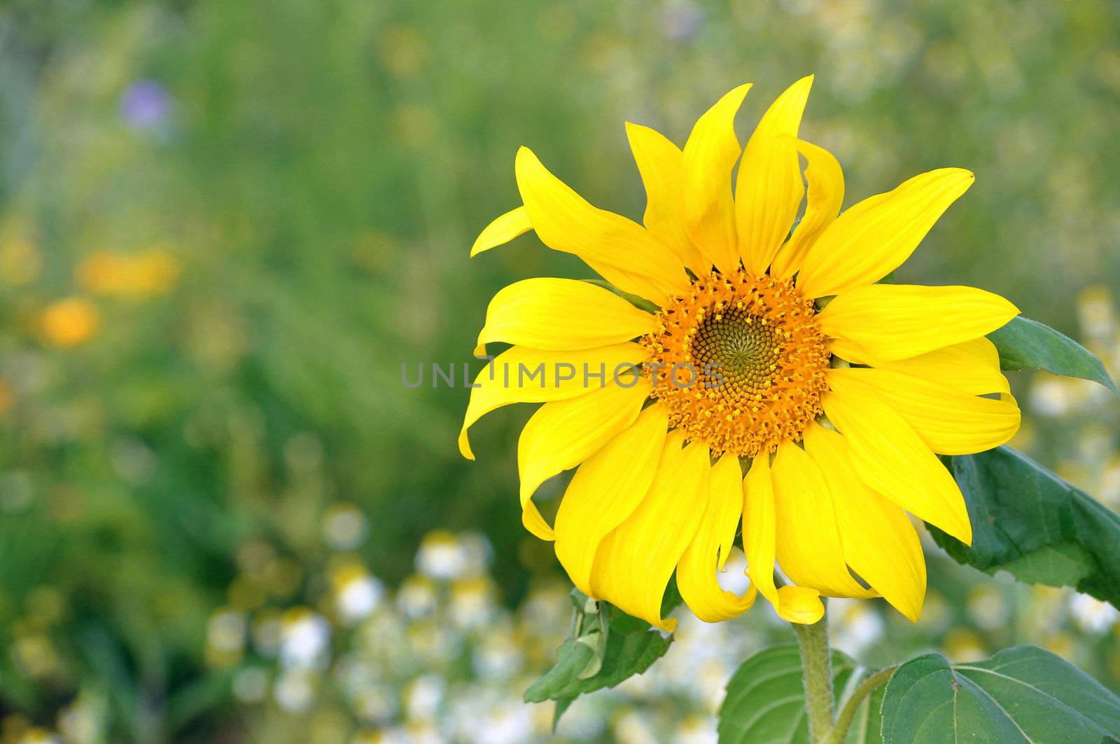 The sunflower has a rough, hairy stem, broad, coarsely toothed, rough leaves and circular heads of flowers.