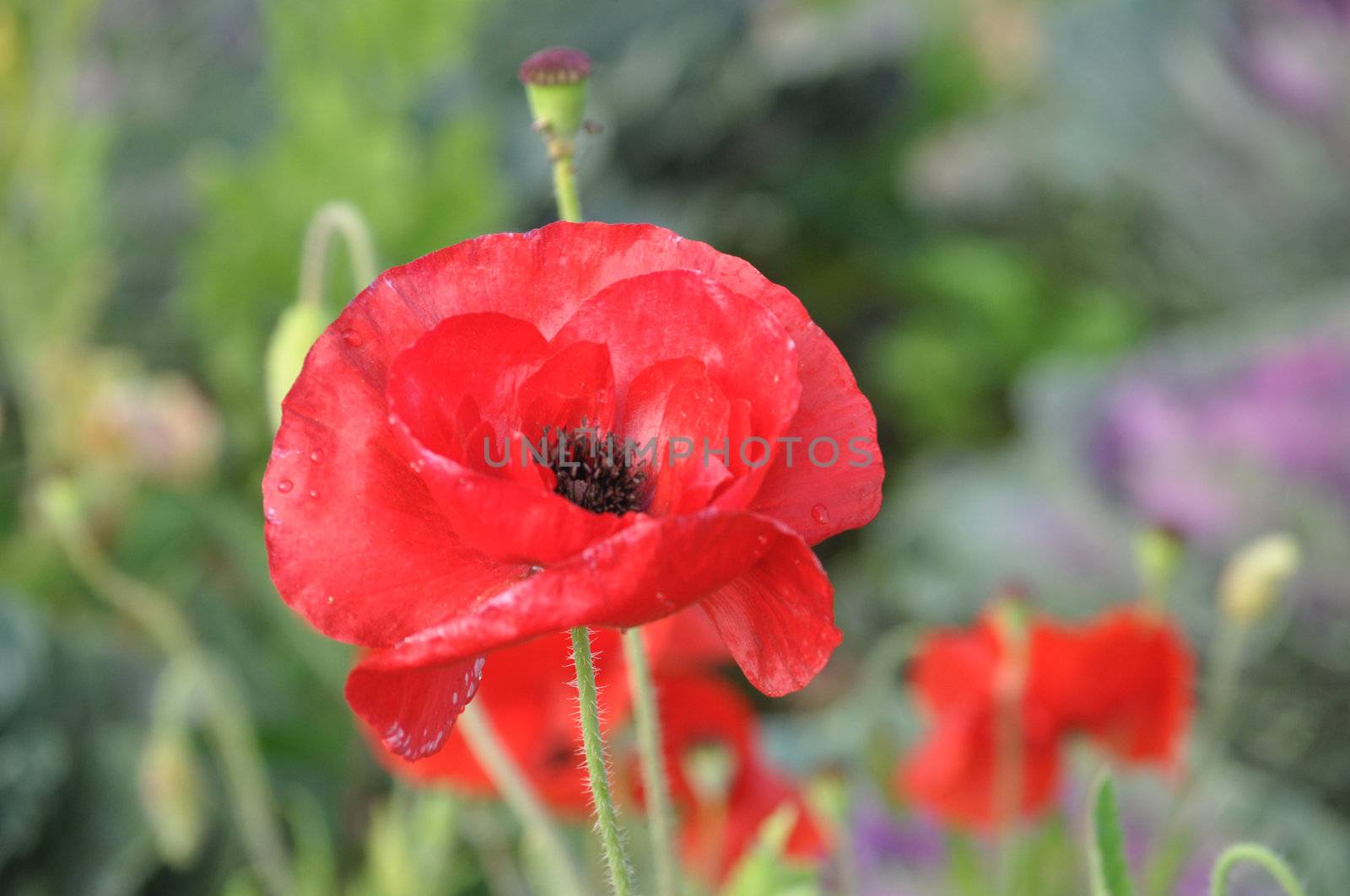 Poppies are sometimes used for symbolic reasons, such as in remembrance of soldiers who have died during wartime.