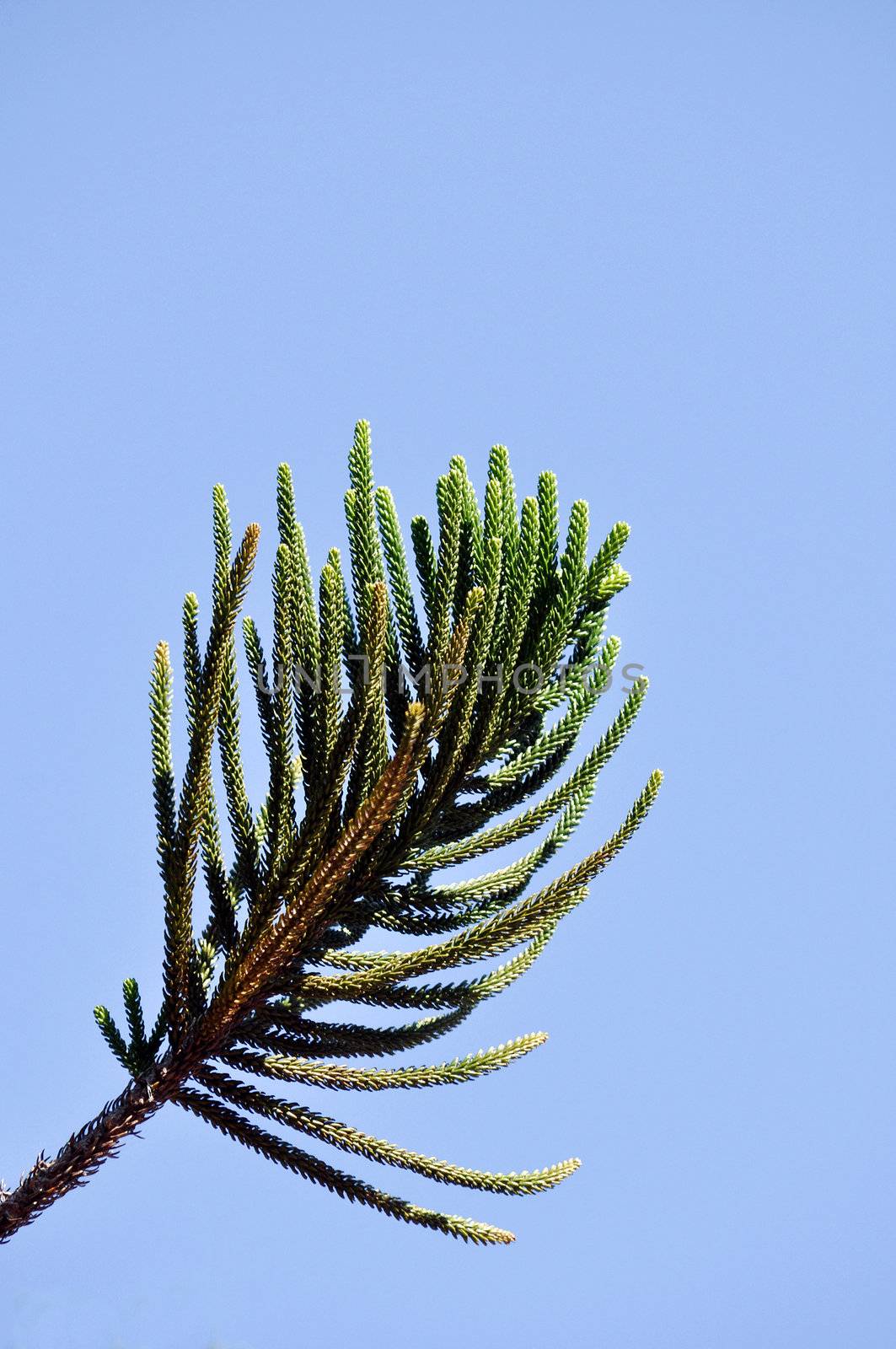 pine leaf by MaZiKab