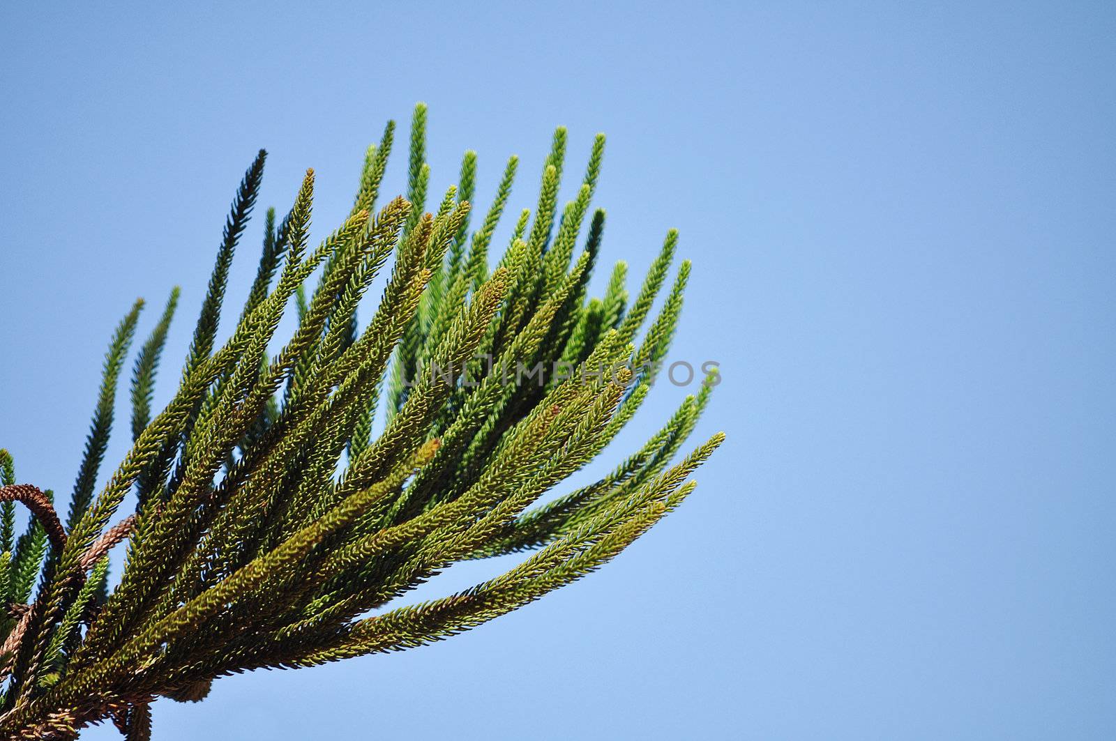pine leaf by MaZiKab