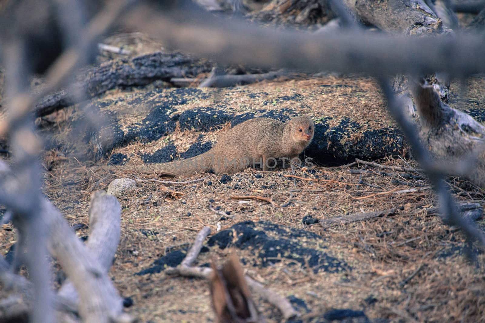 A wild mongoose pauses among lava rocks in Hawaii