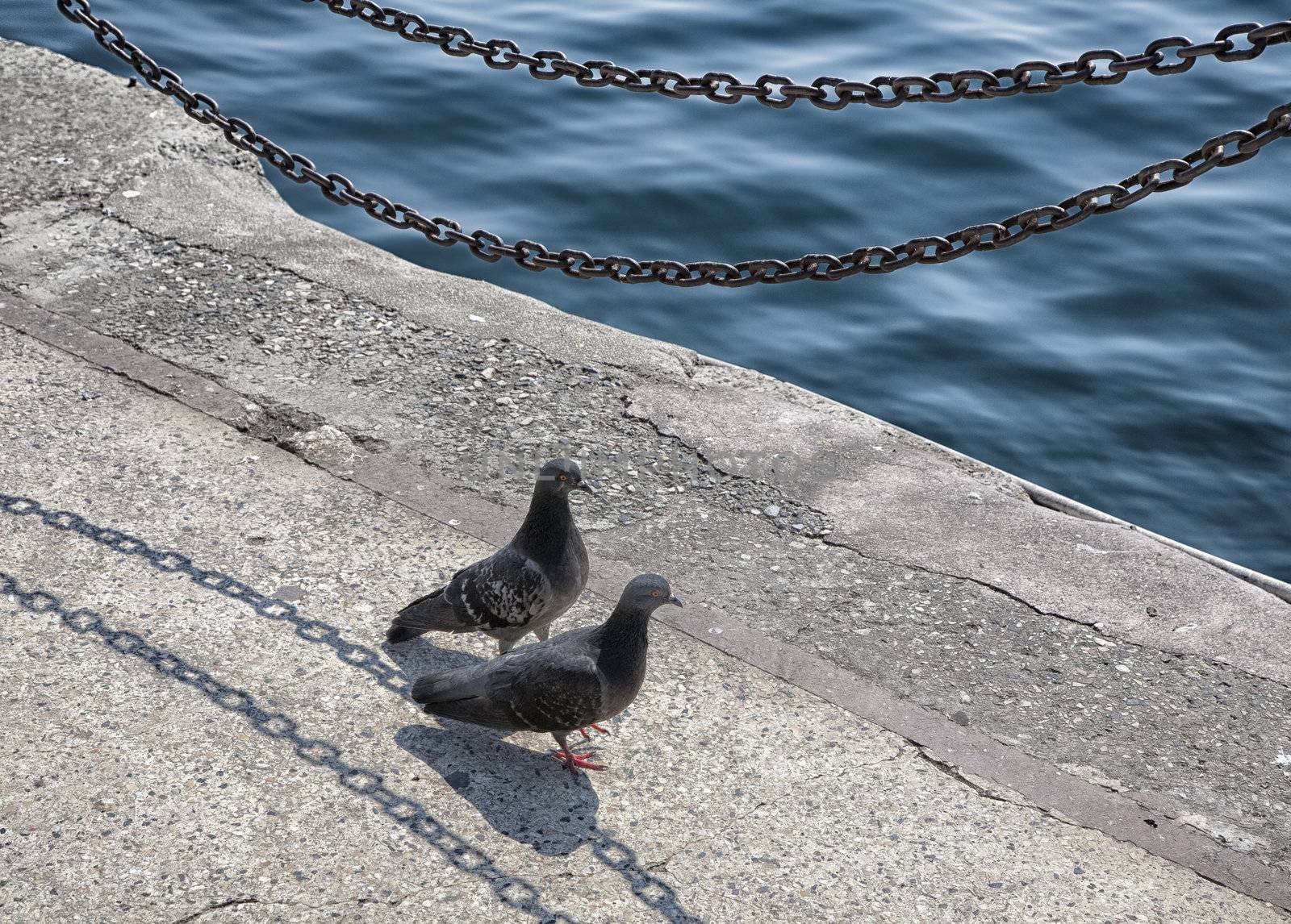 Two pigeons by ABCDK