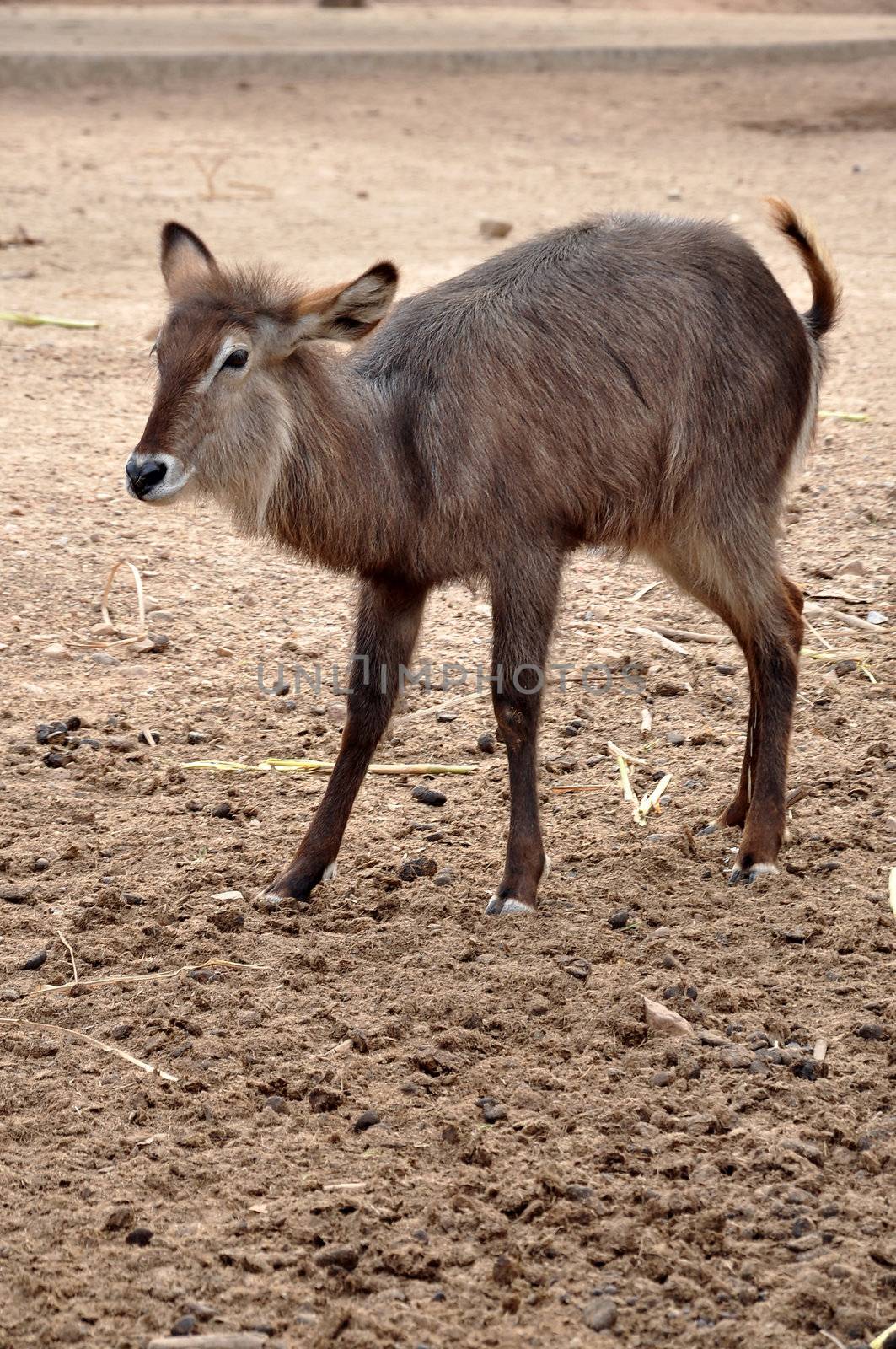 Waterbuck by MaZiKab