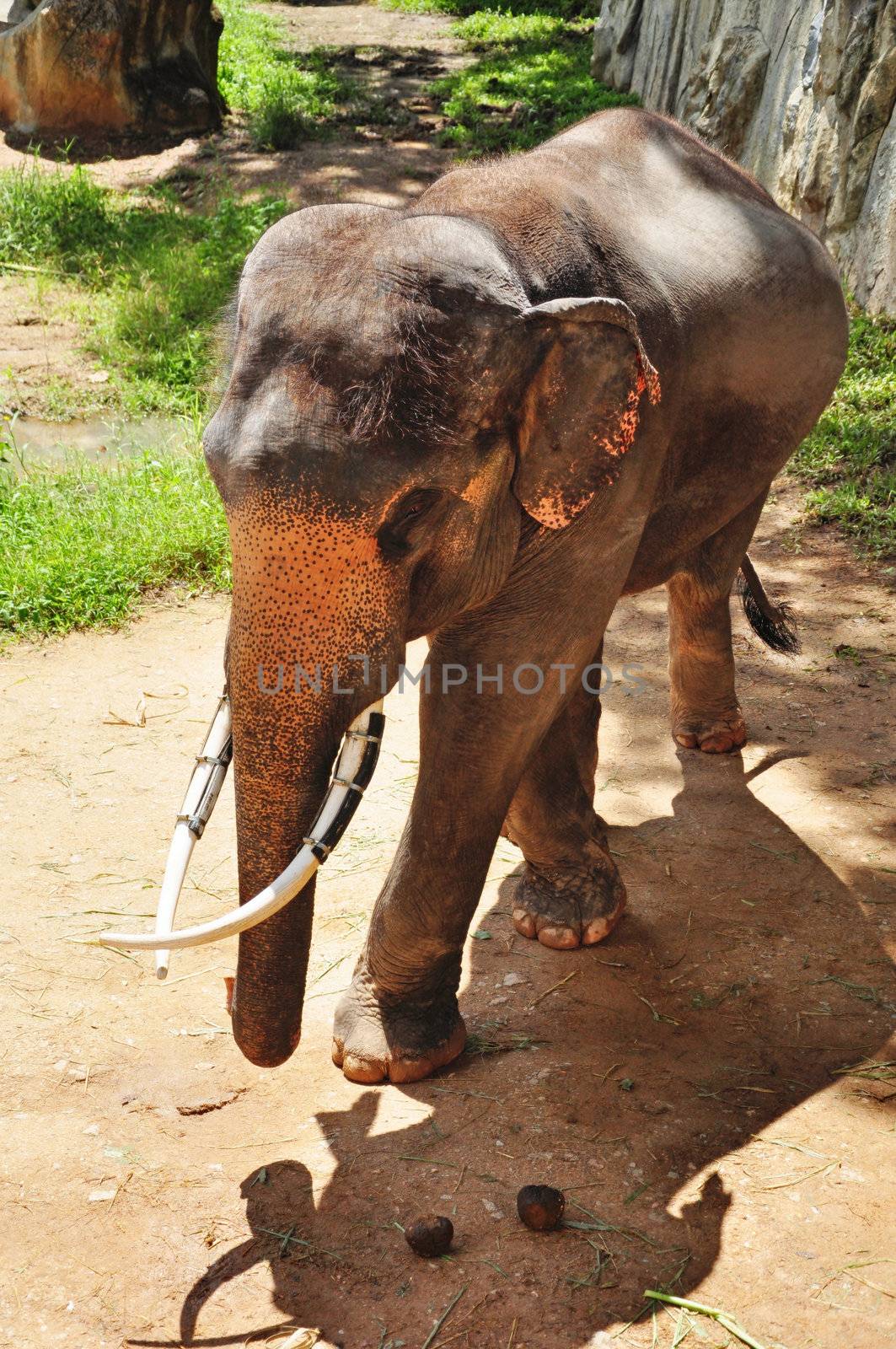 Elephants are the largest living land animals on Earth today.