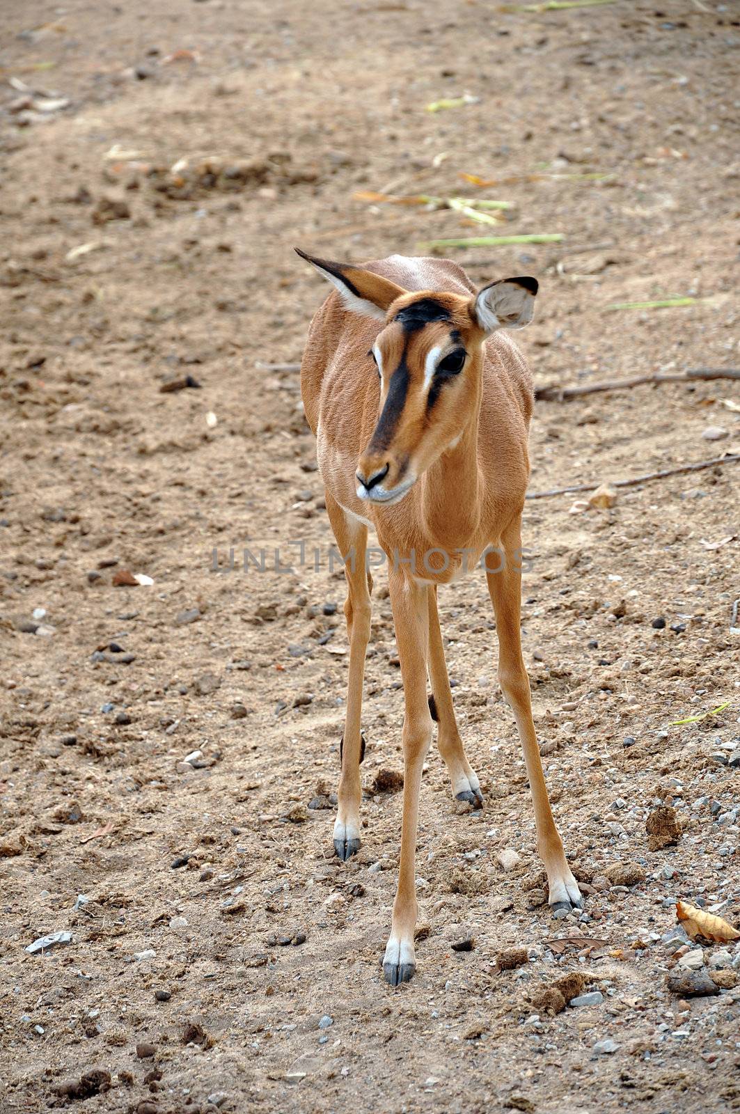 The name impala comes from the Zulu language meaning "gazelle".