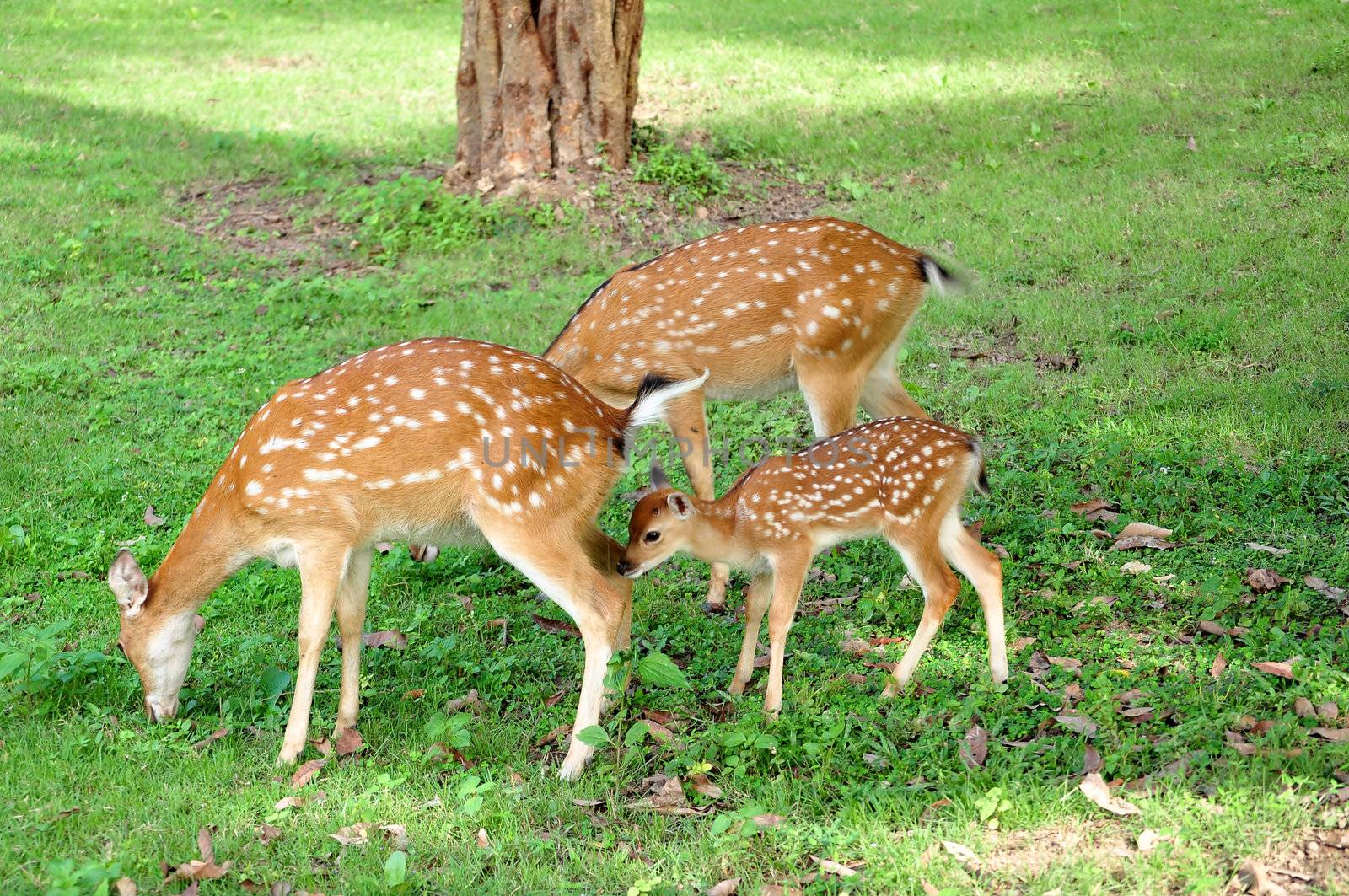 The Sika Deer, Cervus nippon, also known as the Spotted Deer or the Japanese Deer, is a species of deer native to much of East Asia and introduced to various other parts of the world.