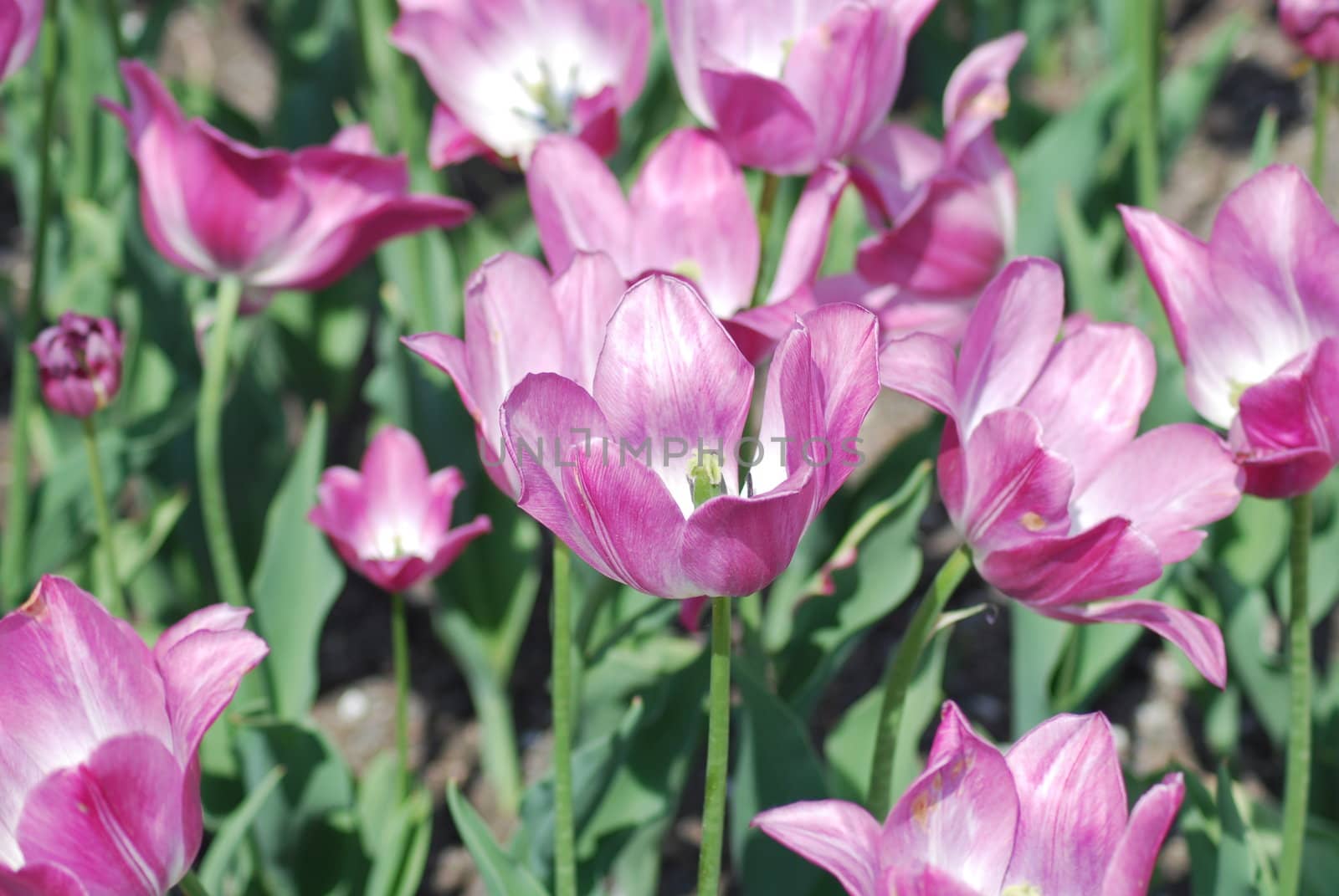 flowers background from tulips 