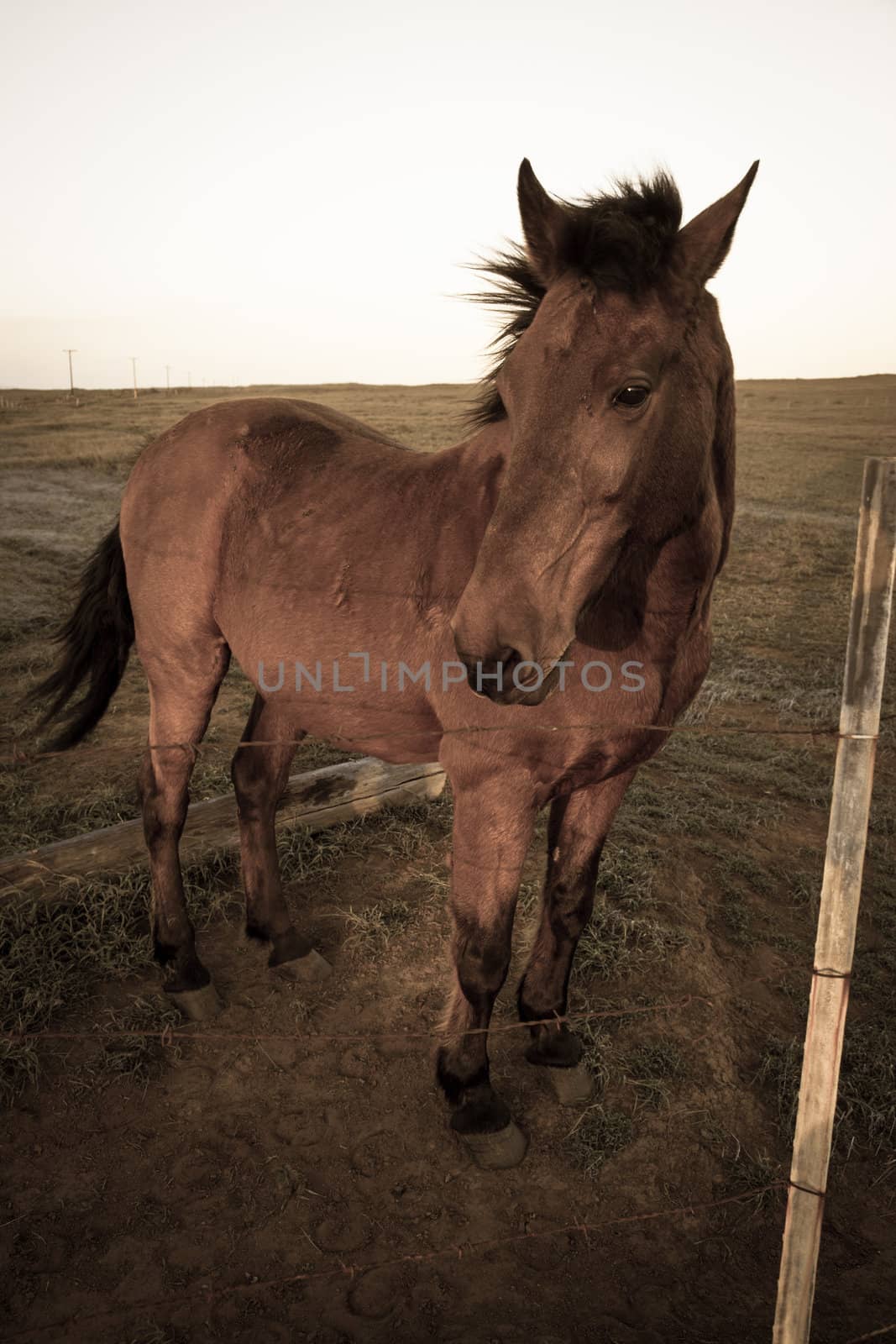 Lone stallion looks out over fence at ranch in Hawaii.