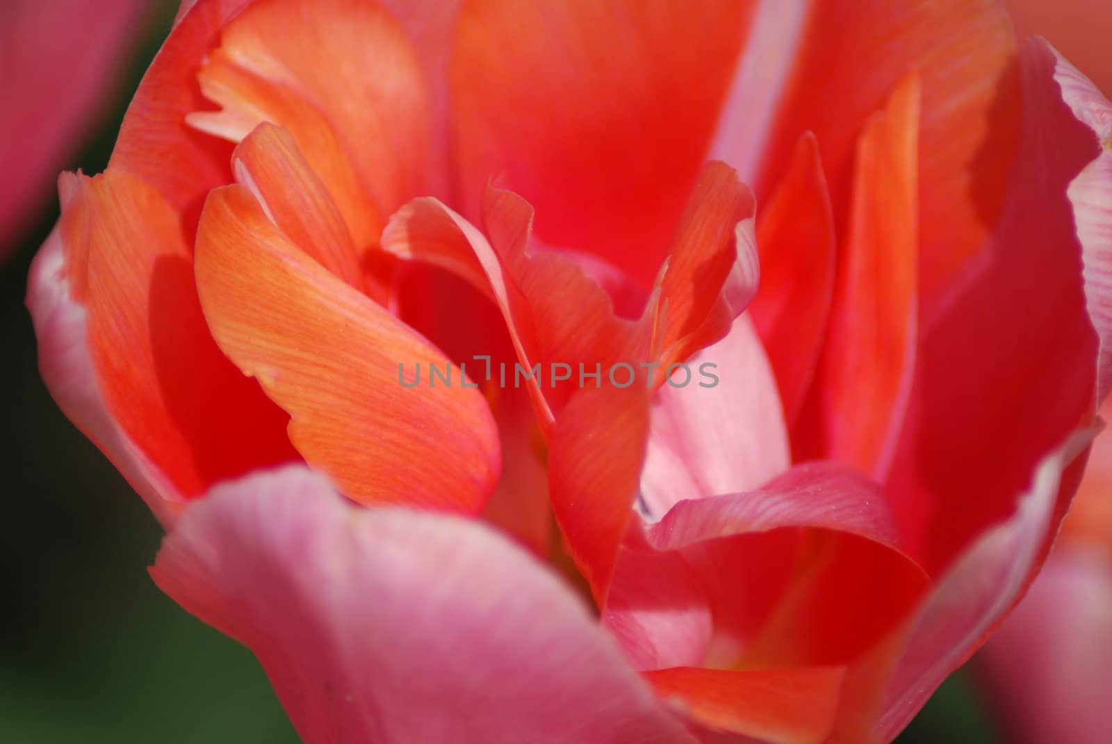 tulip in macro - flowers background close up by svtrotof
