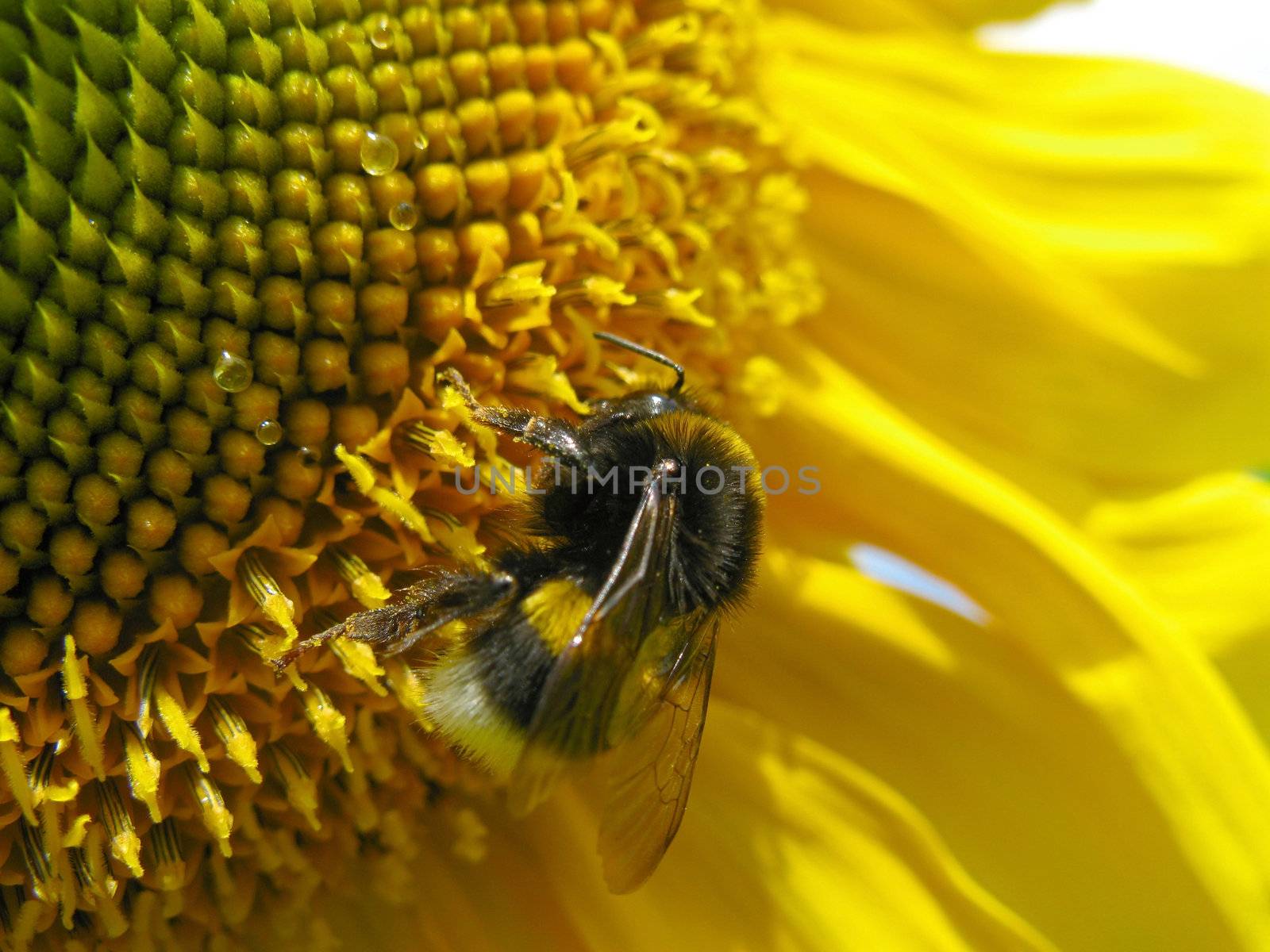 young sunflower with bumblebee on it by dred