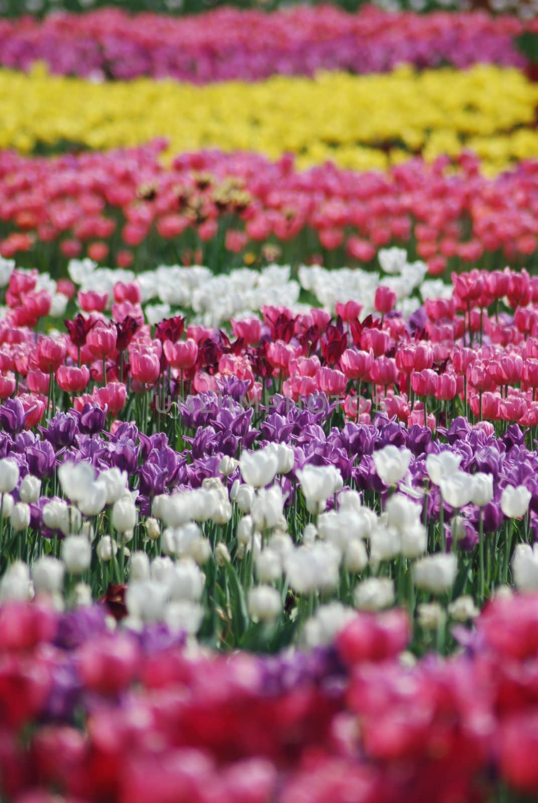 flowers background from tulips  by svtrotof