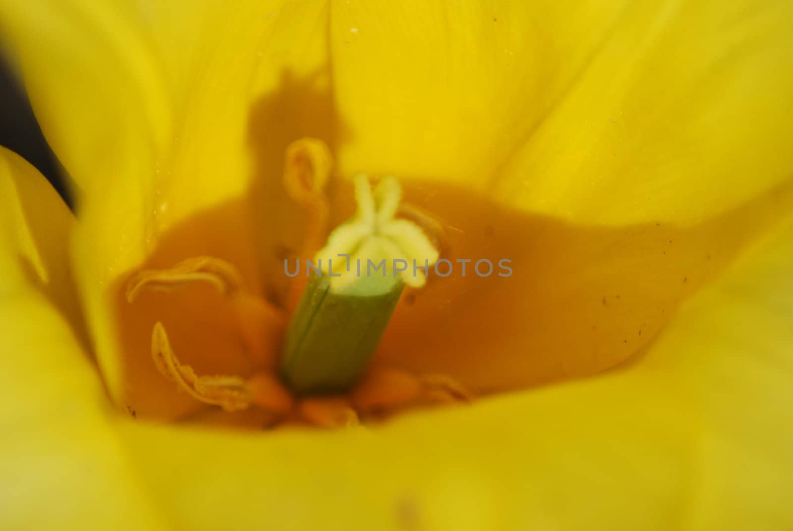 tulip in macro - flowers background close up by svtrotof