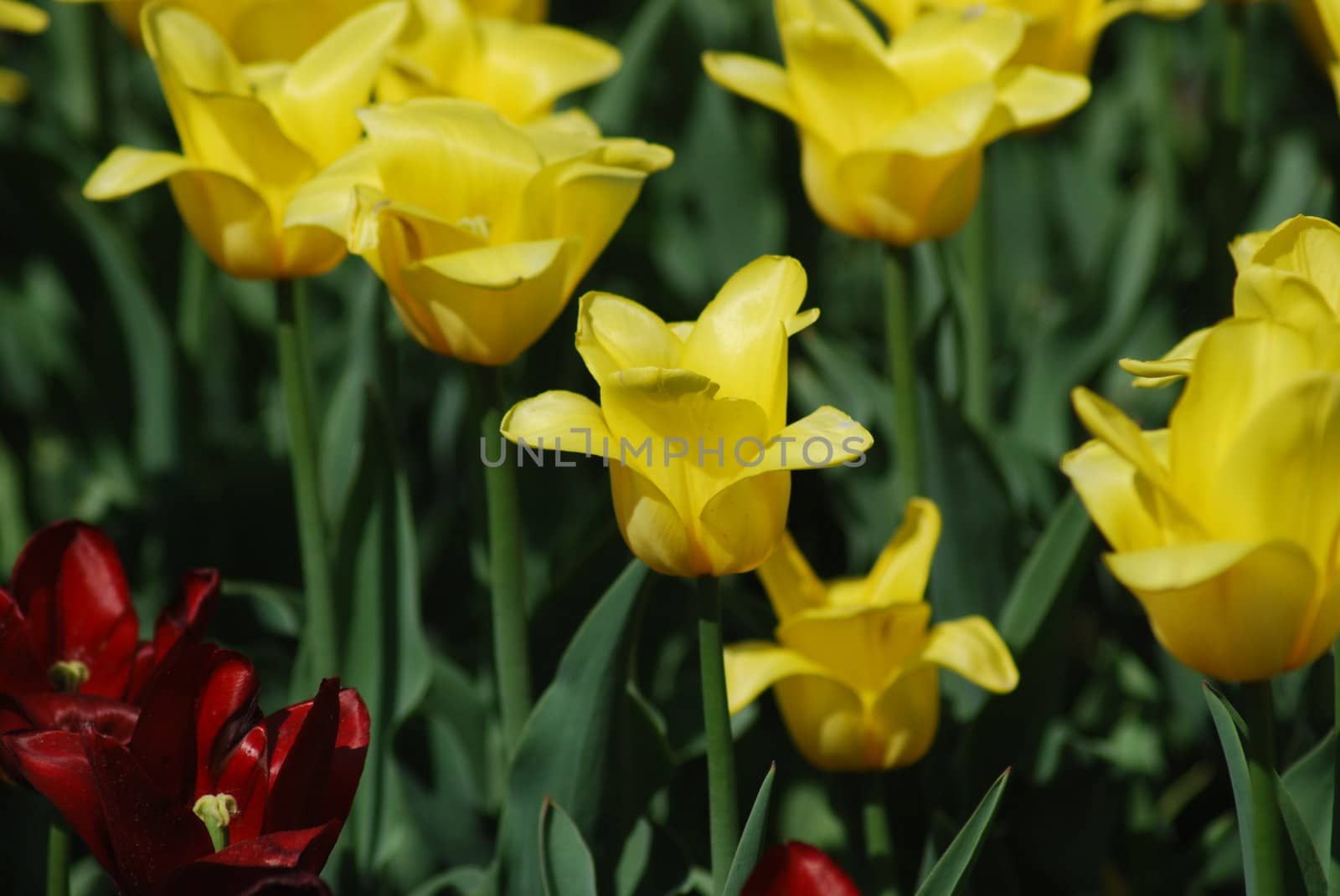 flowers background from tulips  by svtrotof