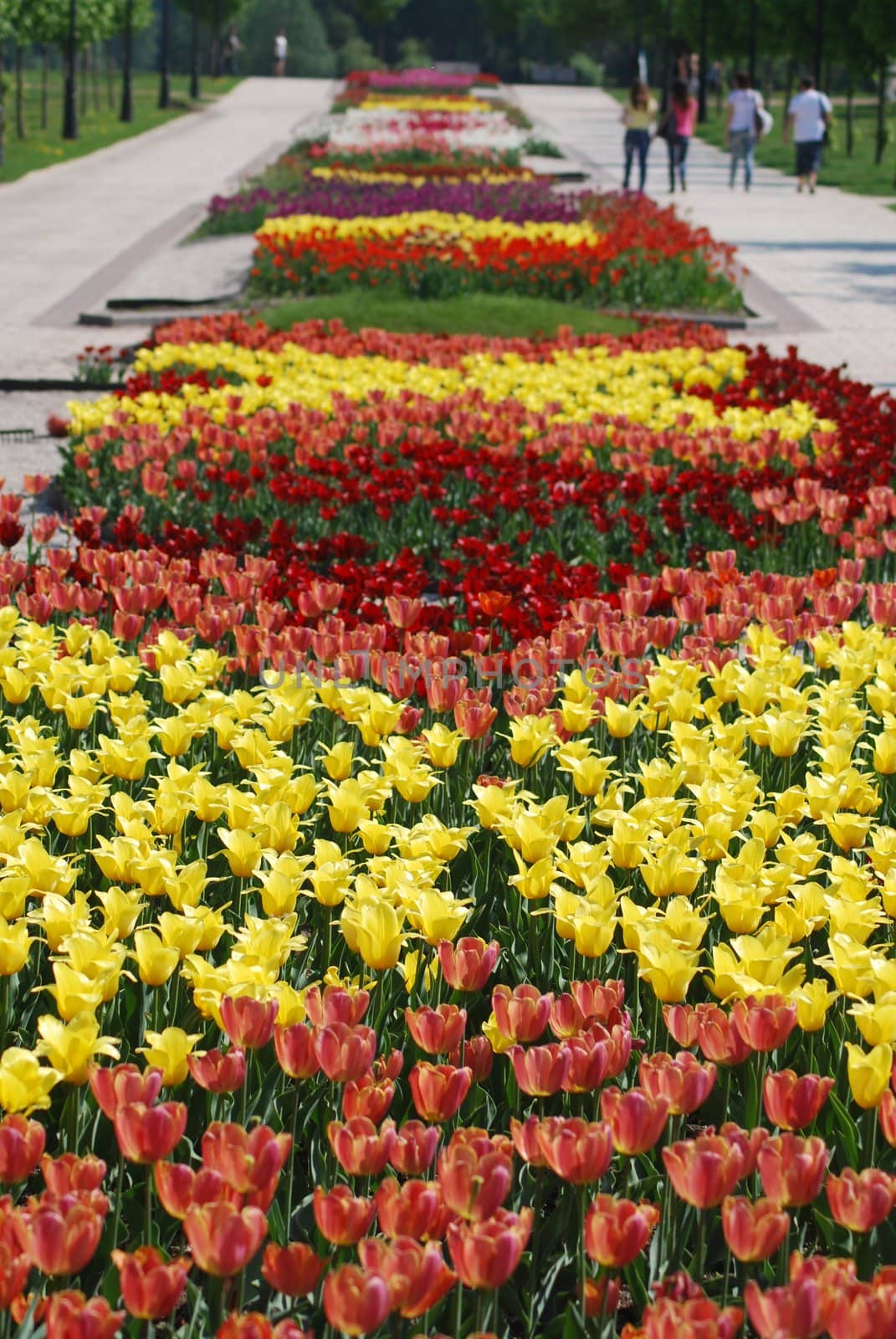 colorful tulips rows  - flowerbed in city park by svtrotof