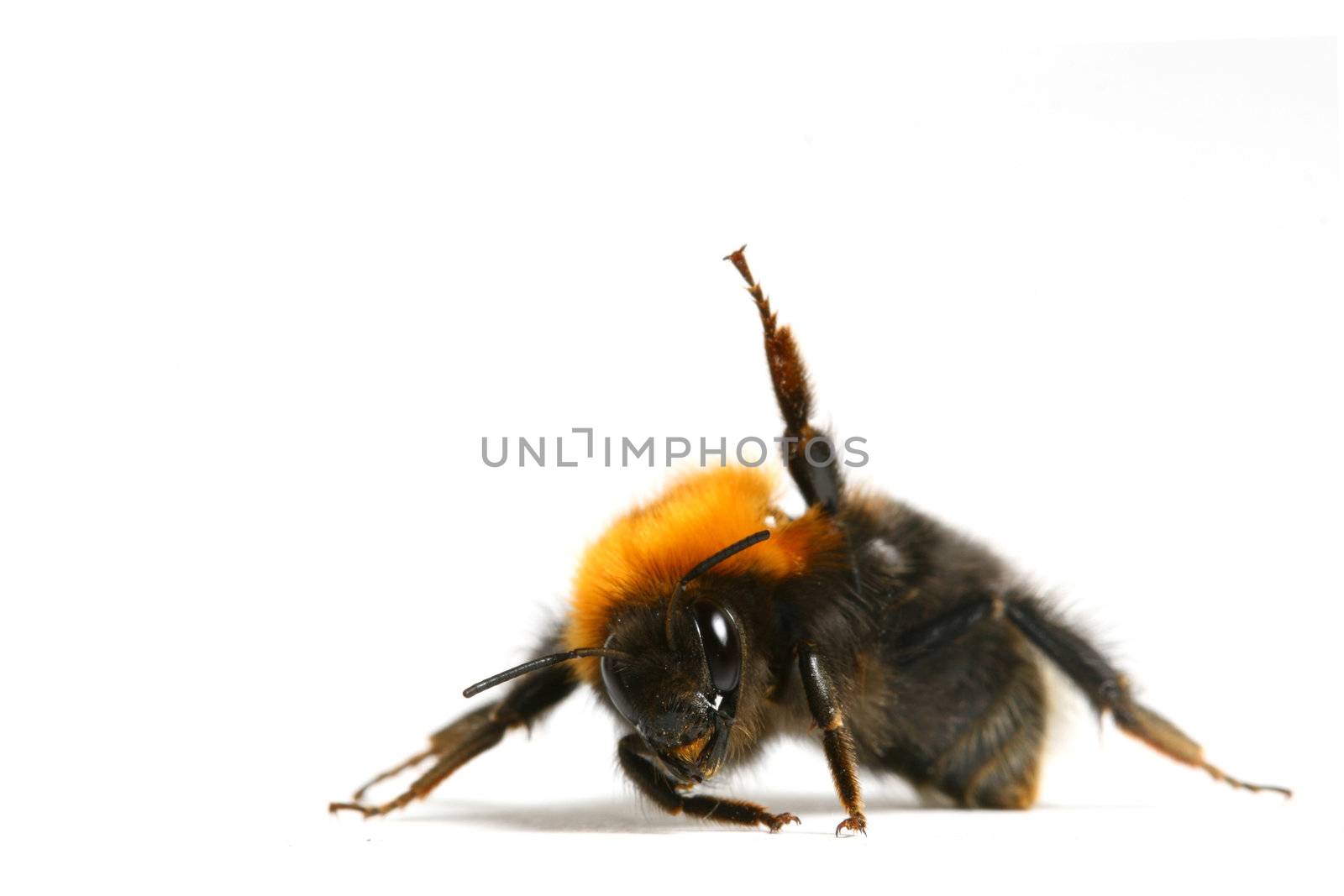 dance aerobic bumble bee isolated on white background