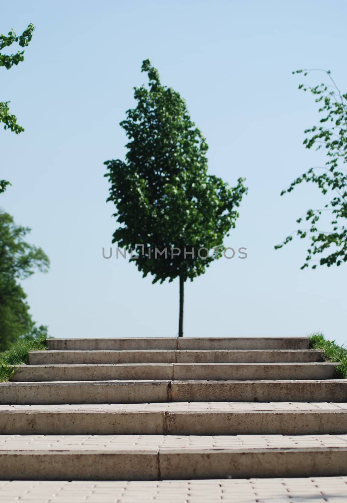 stairs to a wood  