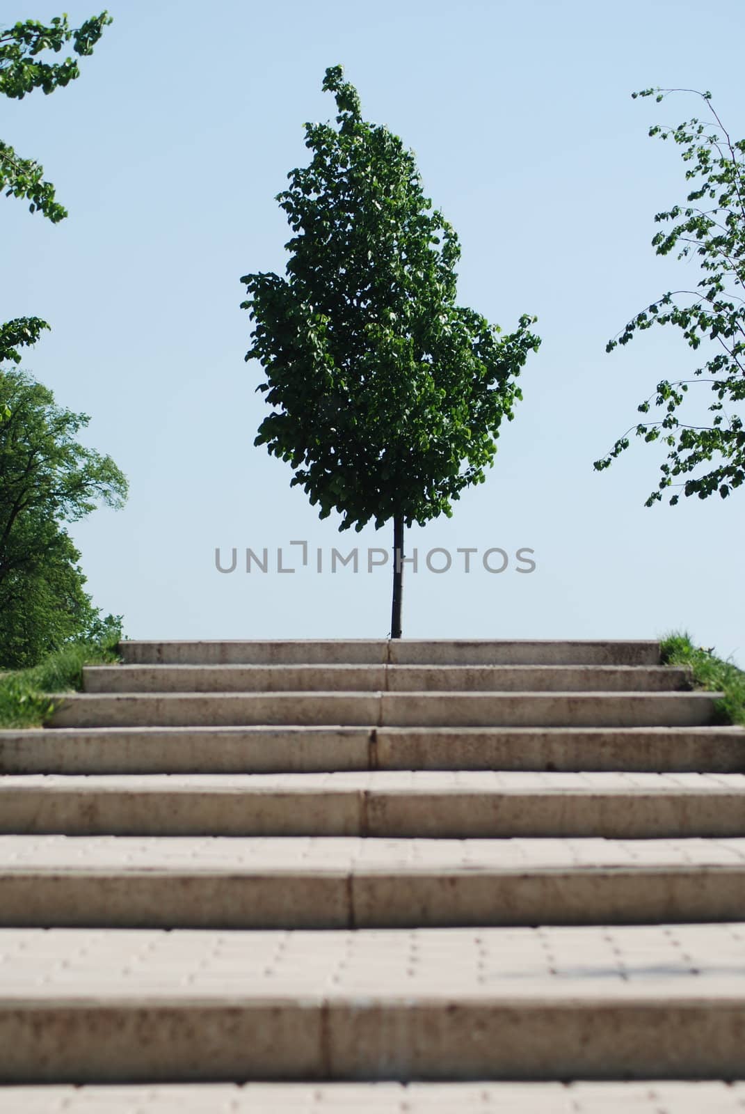 stairs to a wood  